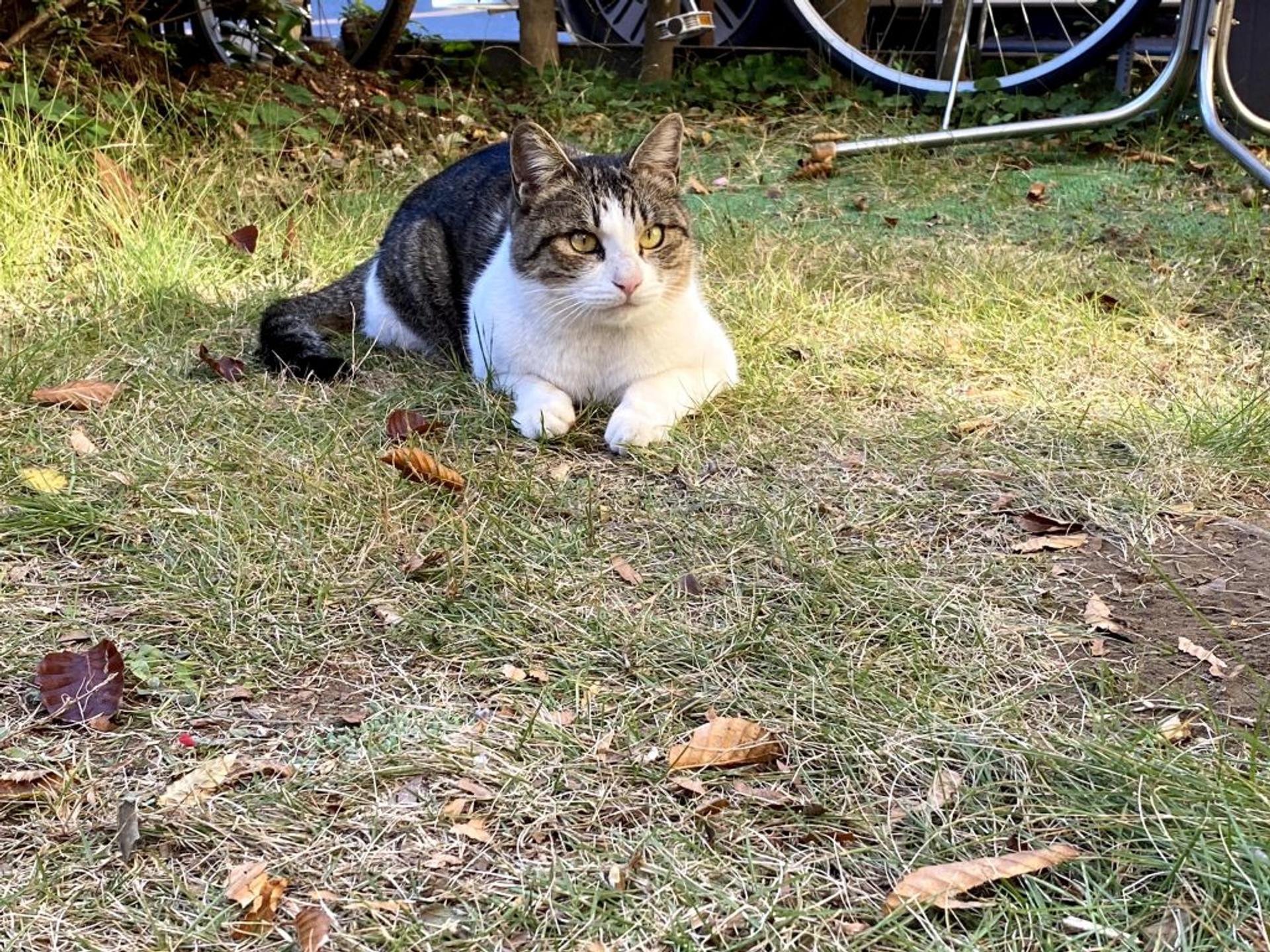 pet-image-6