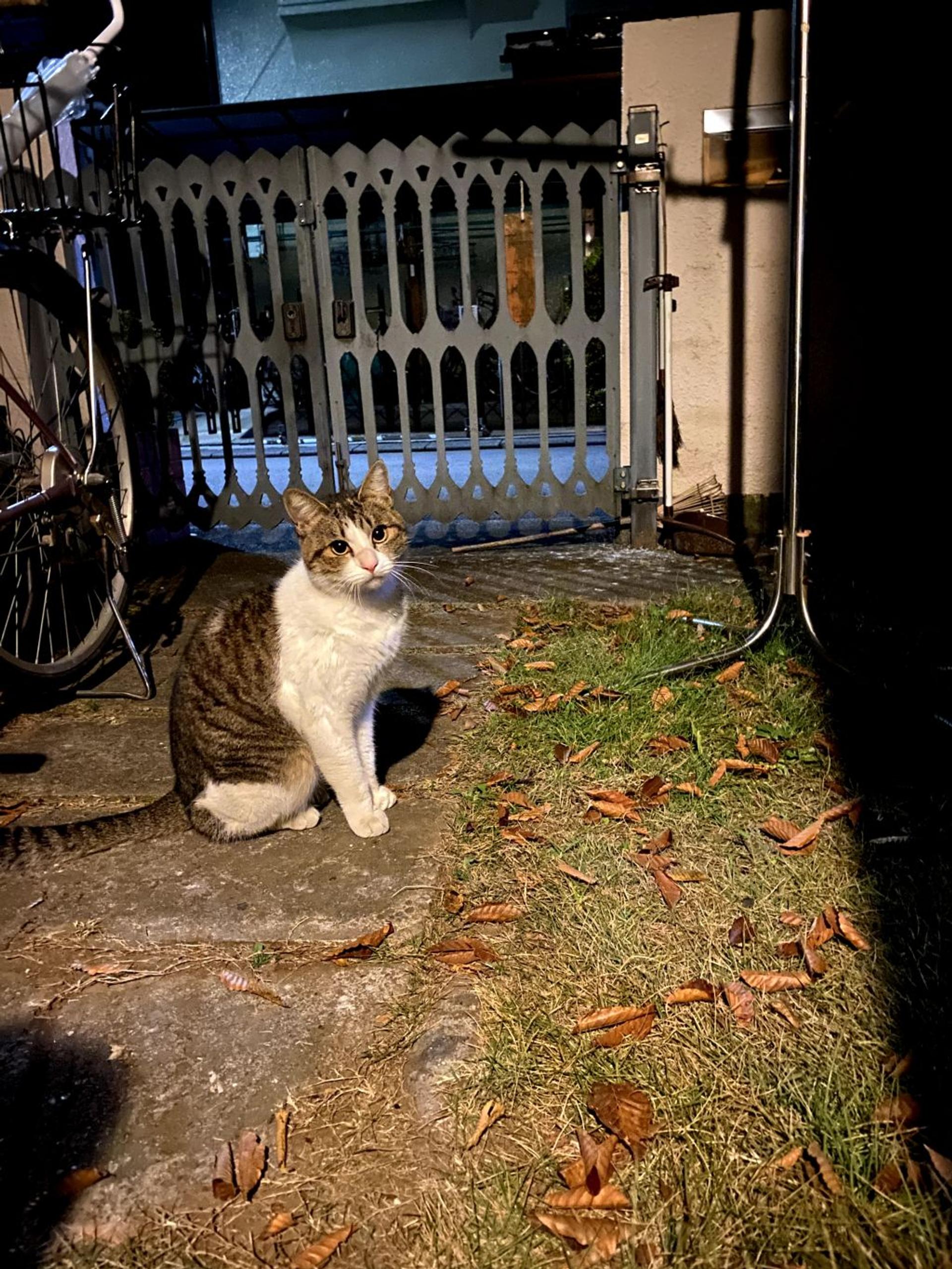 pet-image-7
