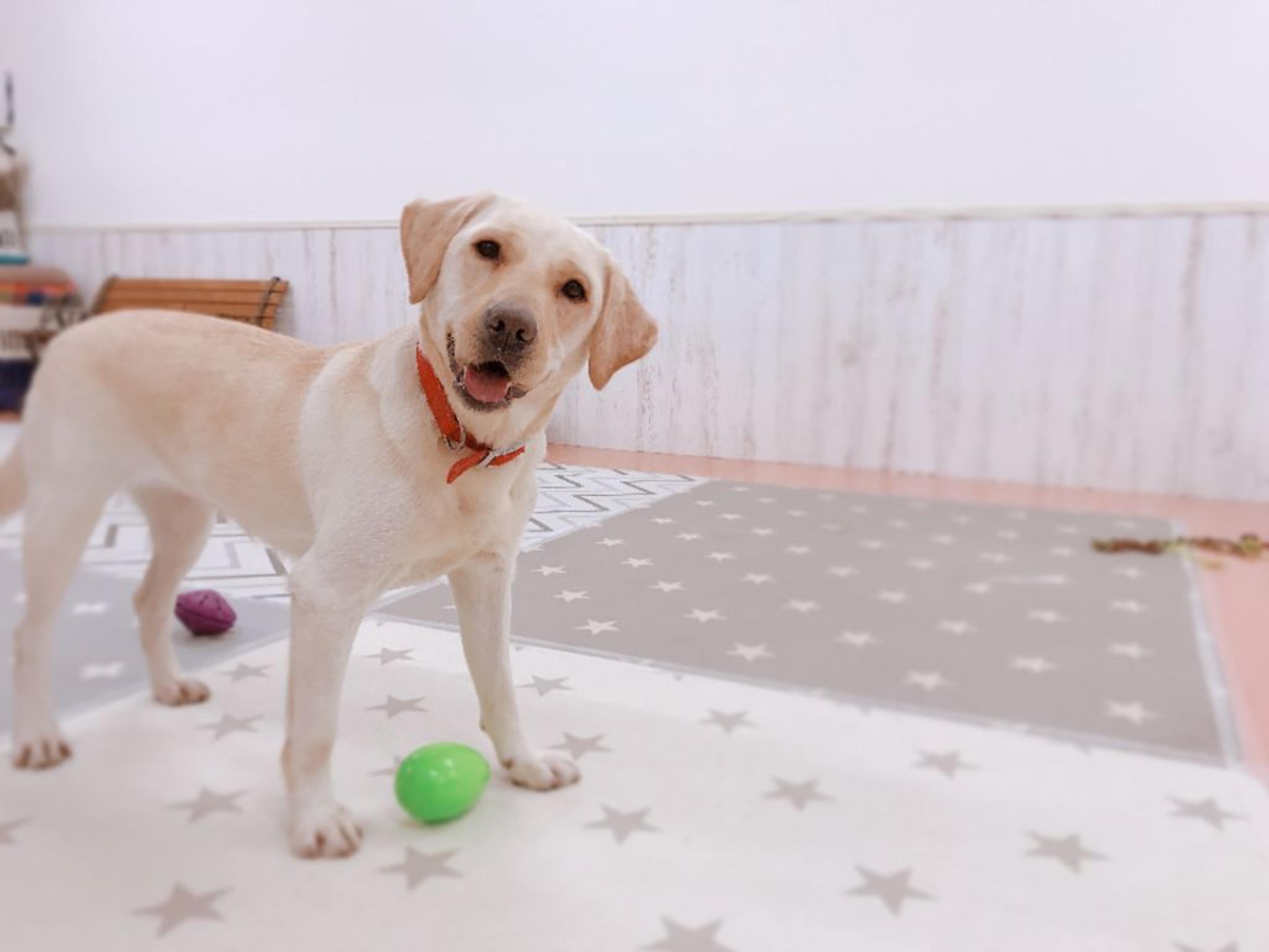 pet-image-2