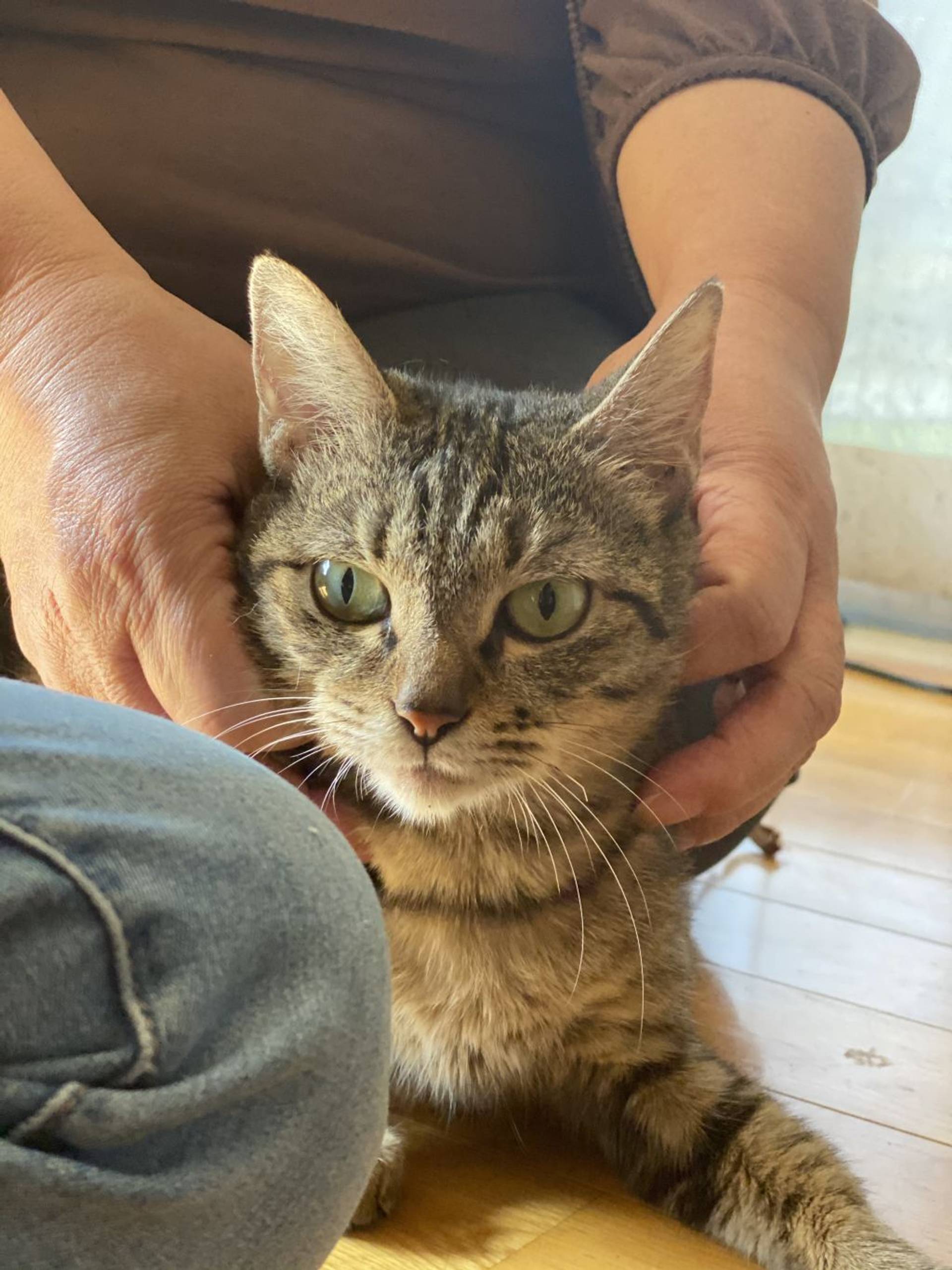 雑種（ミックス猫）・メスの里親募集の写真