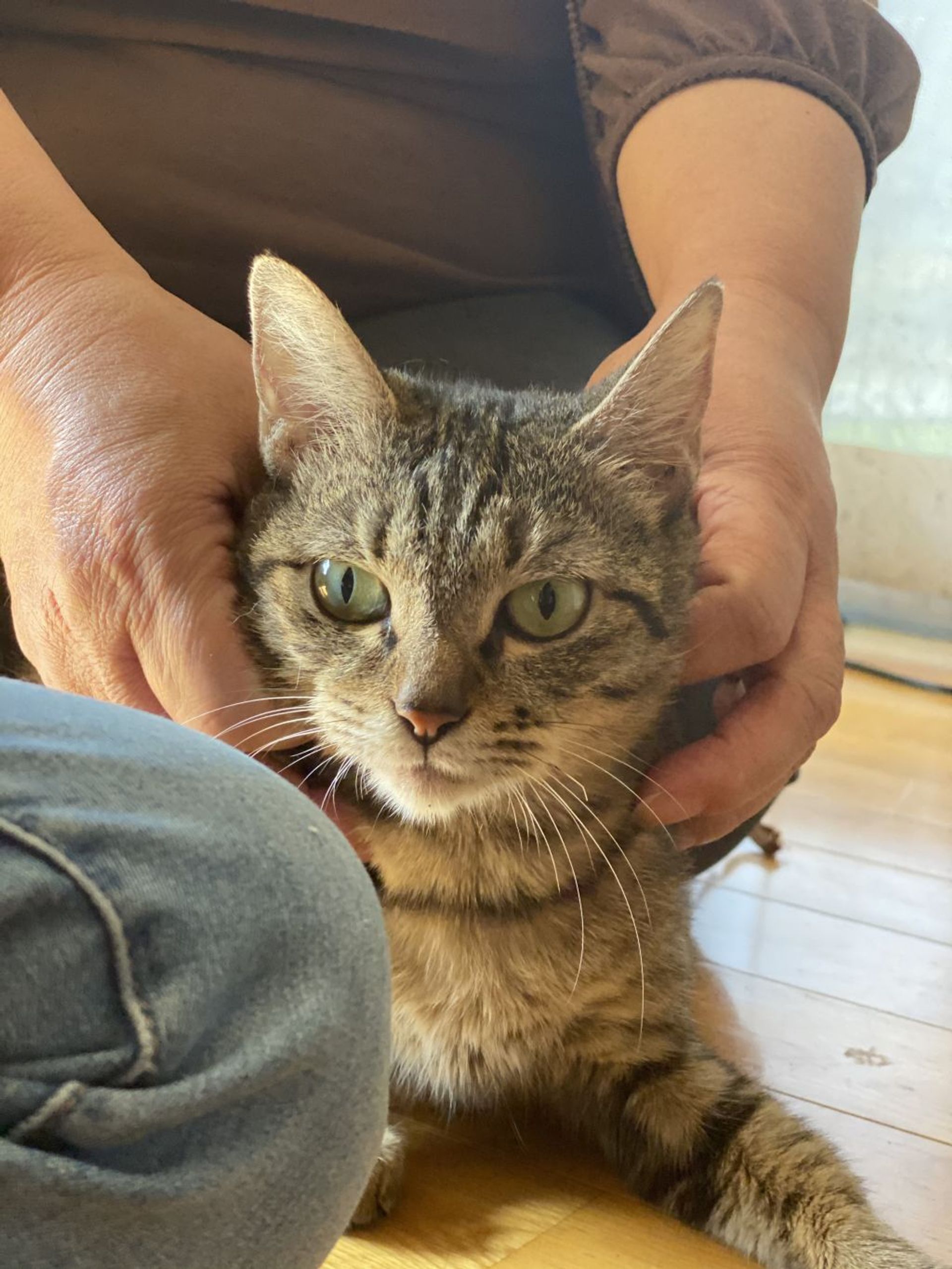 雑種（ミックス猫）・メスの里親募集の写真