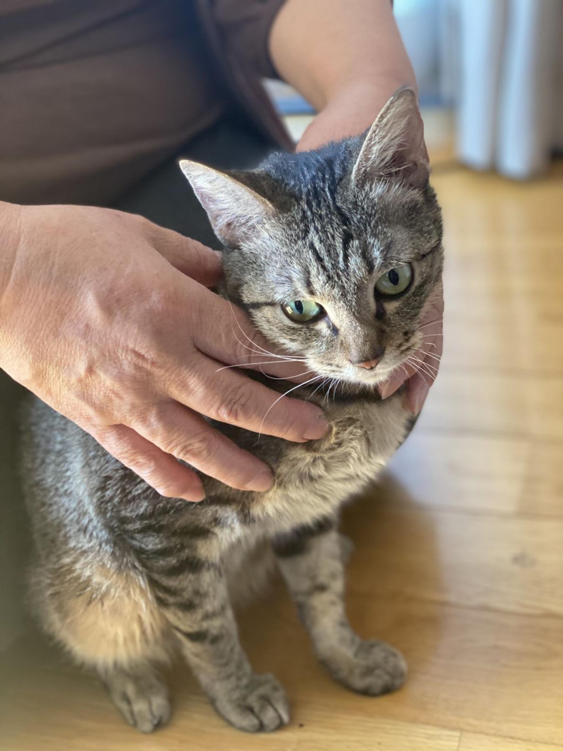 pet-image-2