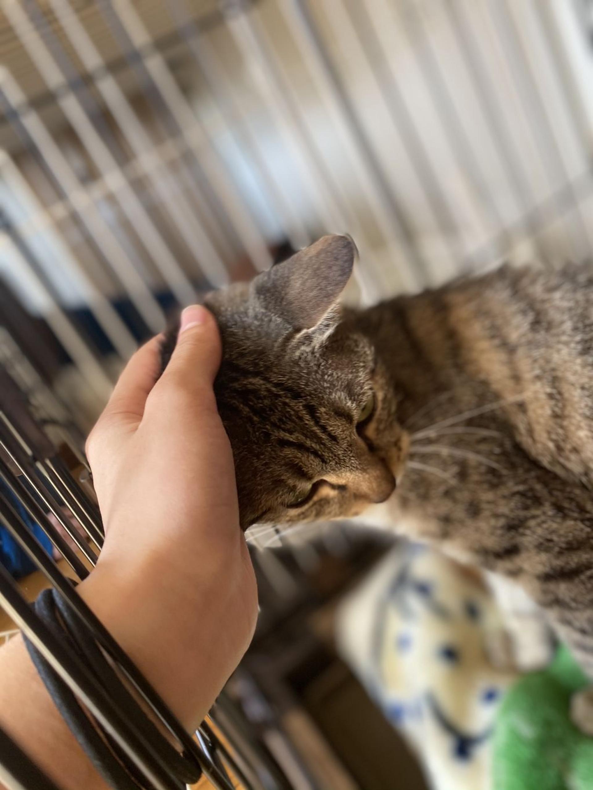 pet-image-3