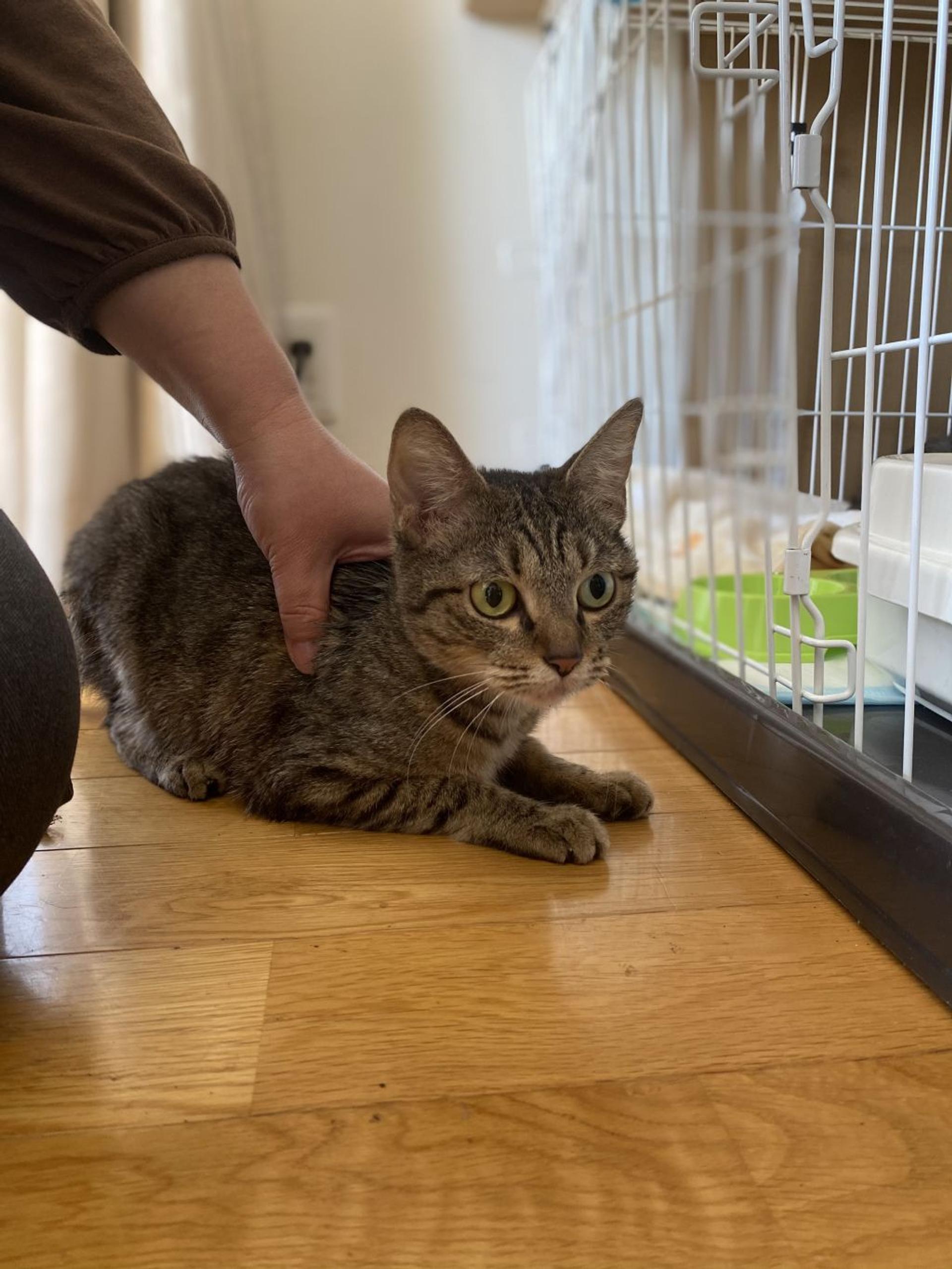 pet-image-6