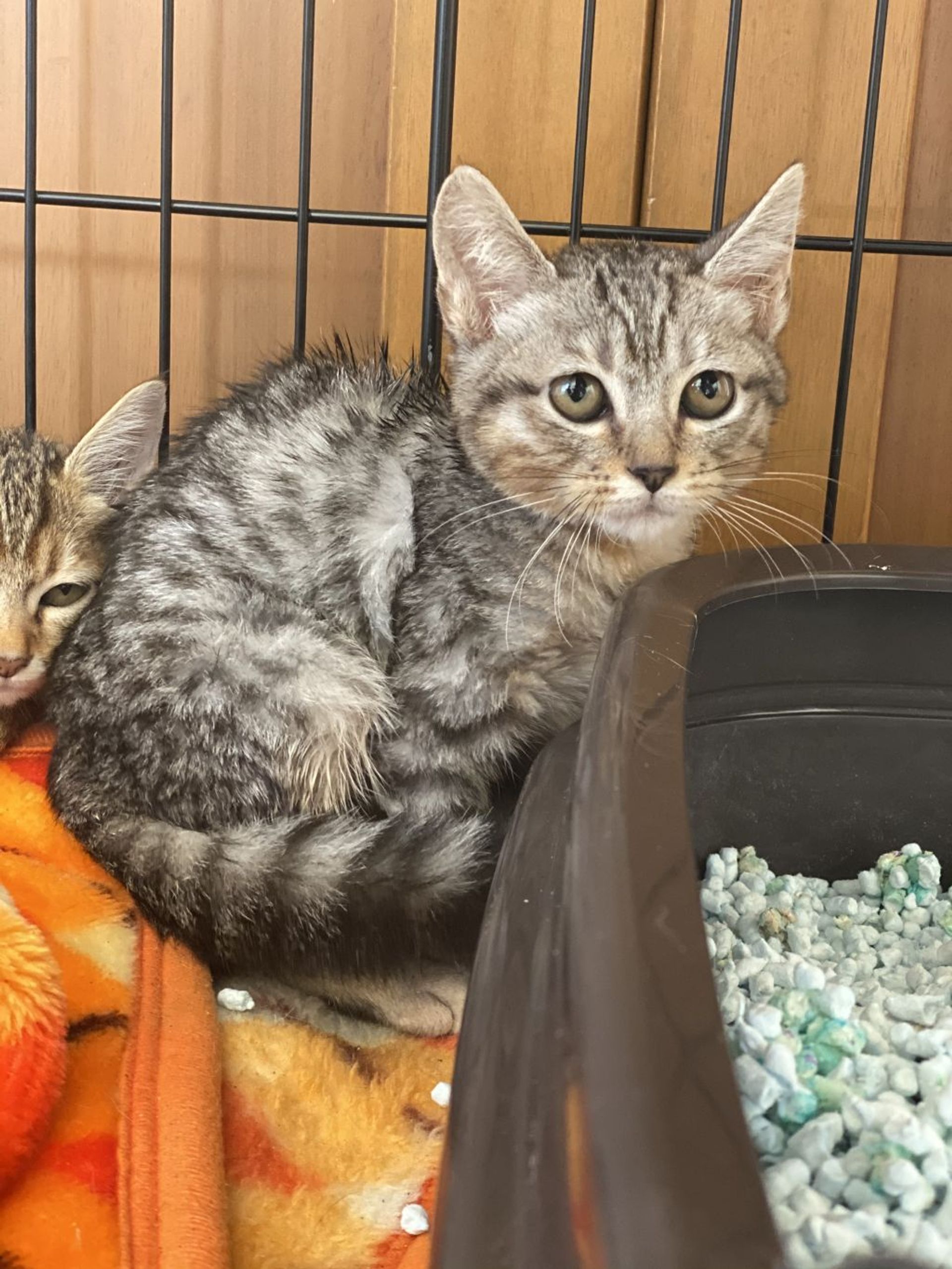 雑種（ミックス猫）・オスの里親募集の写真