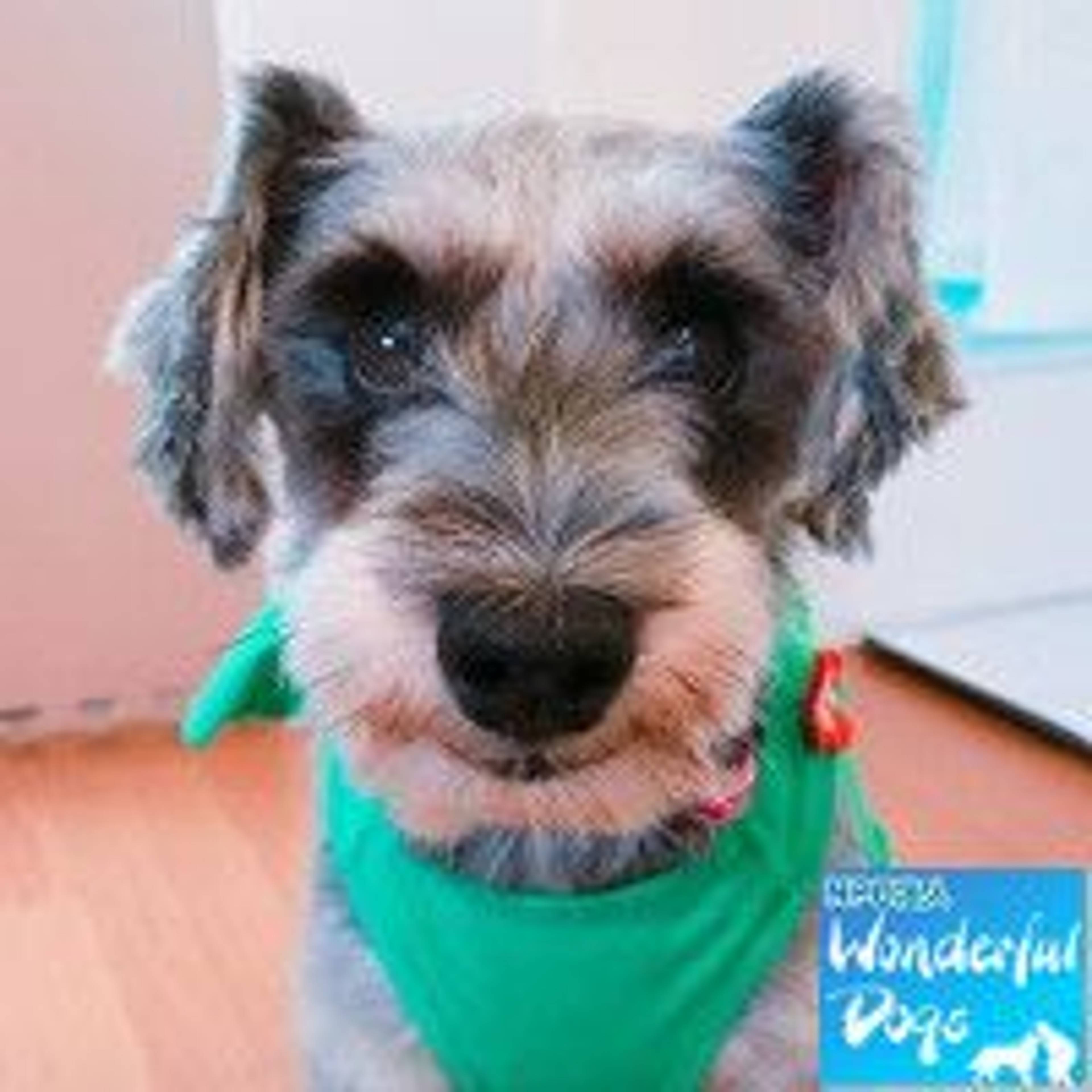 ミニチュア・シュナウザー・メスの里親募集の写真