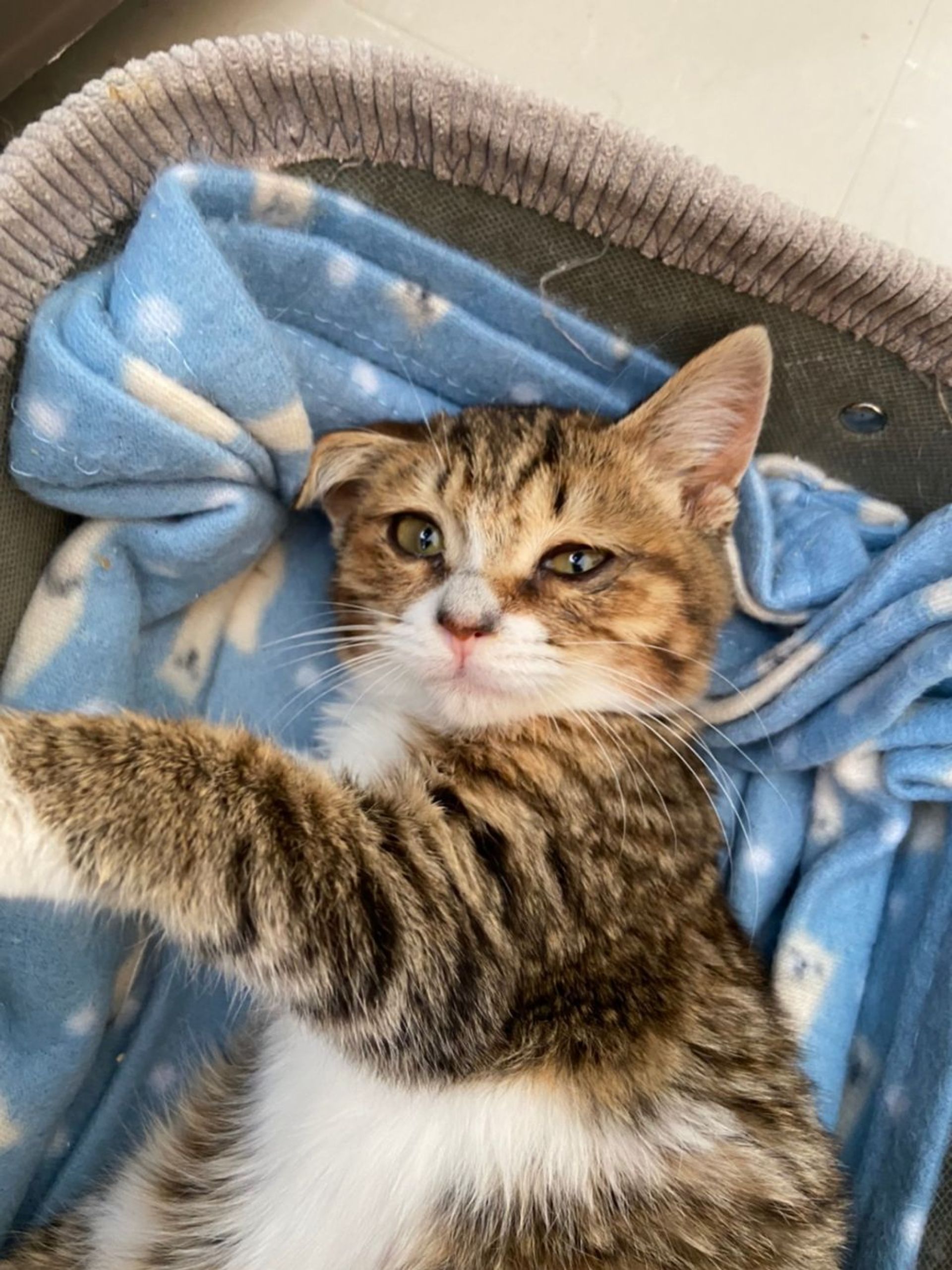 雑種（ミックス猫）・メスの里親募集の写真