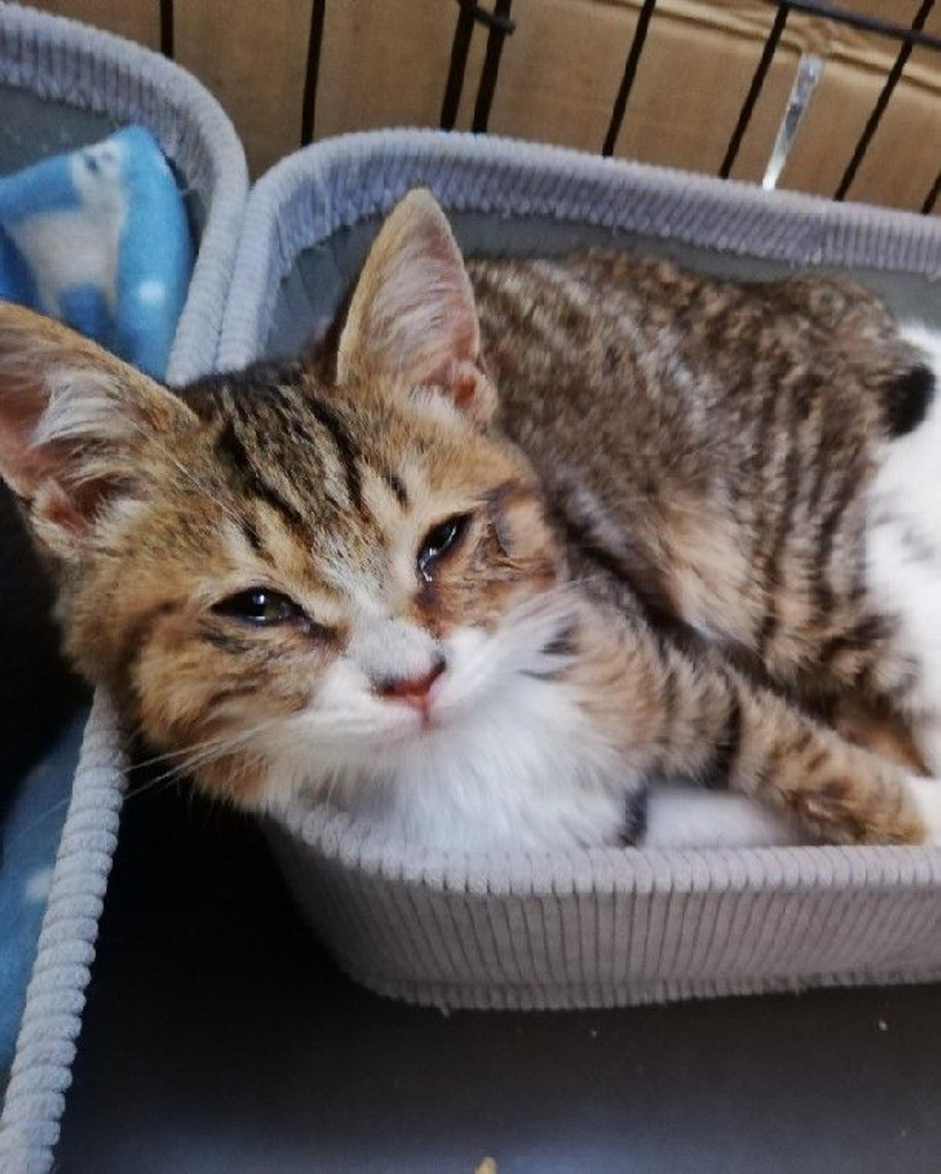 pet-image-3