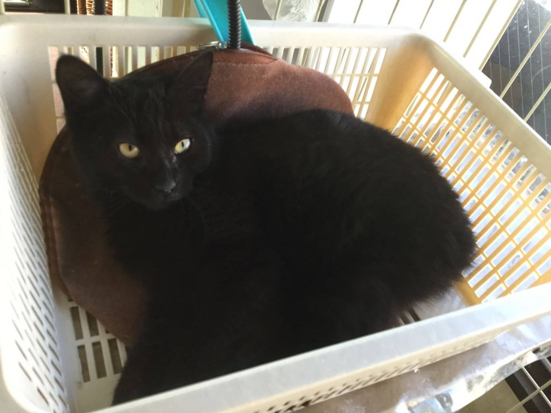 雑種（ミックス猫）・オスの里親募集の写真