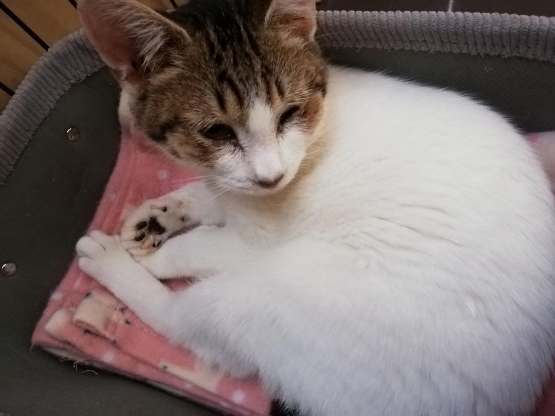 pet-image-3