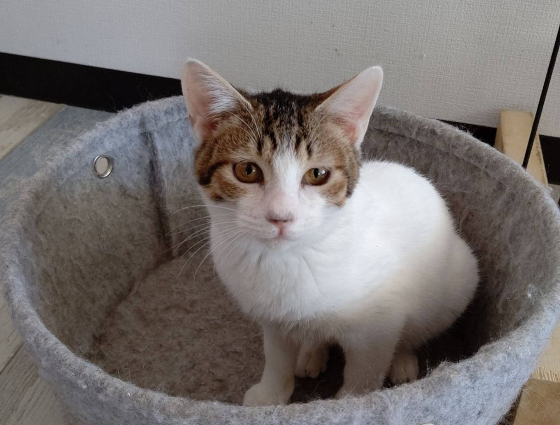 雑種（ミックス猫）・メスの里親募集の写真