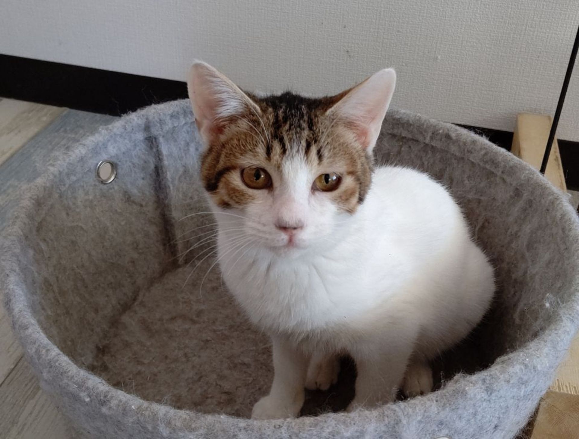 雑種（ミックス猫）・メスの里親募集の写真