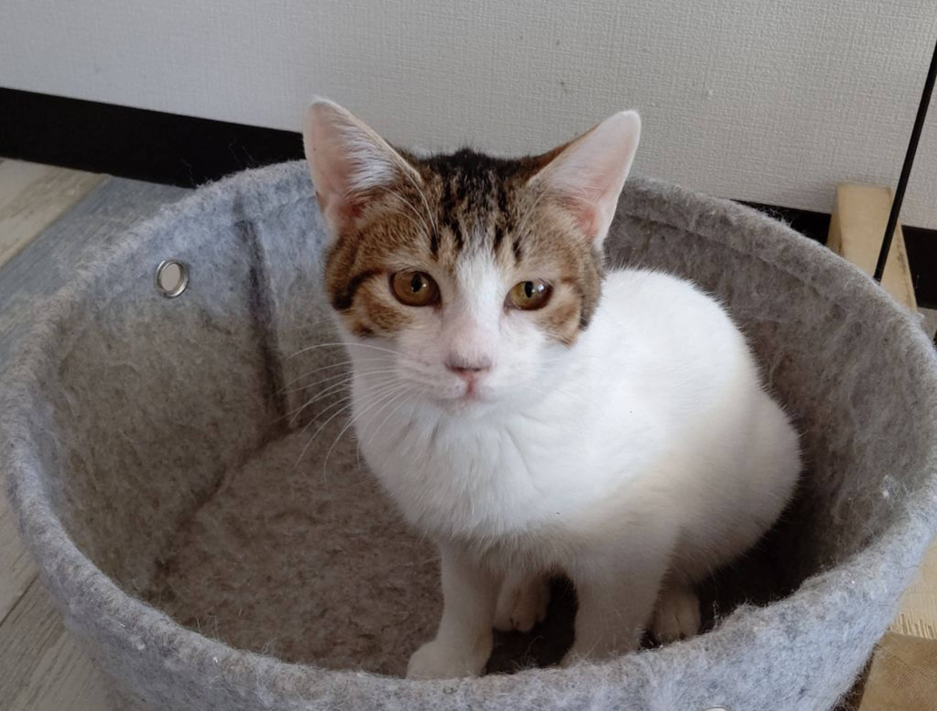 雑種（ミックス猫）・メスの里親募集の写真