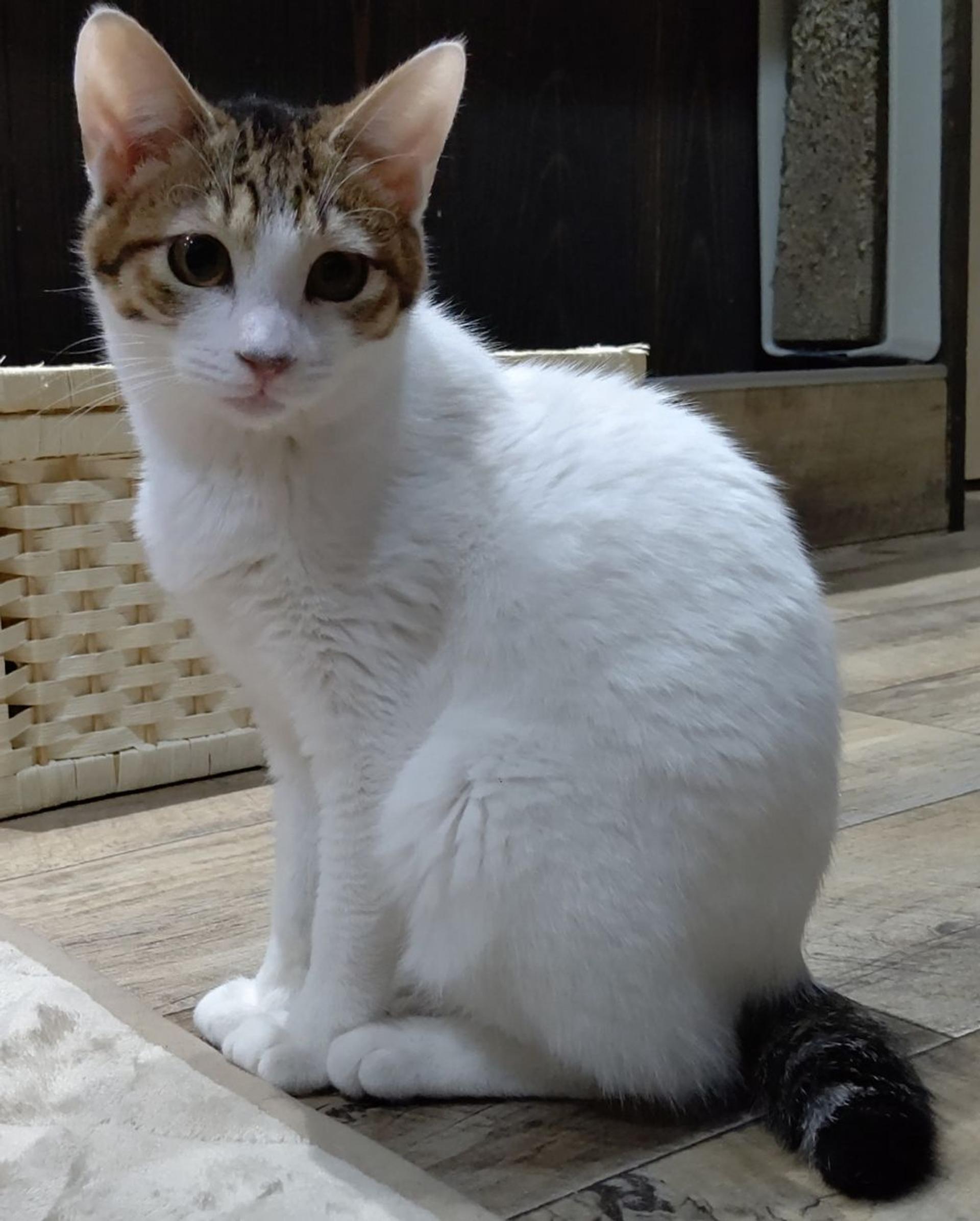 pet-image-2