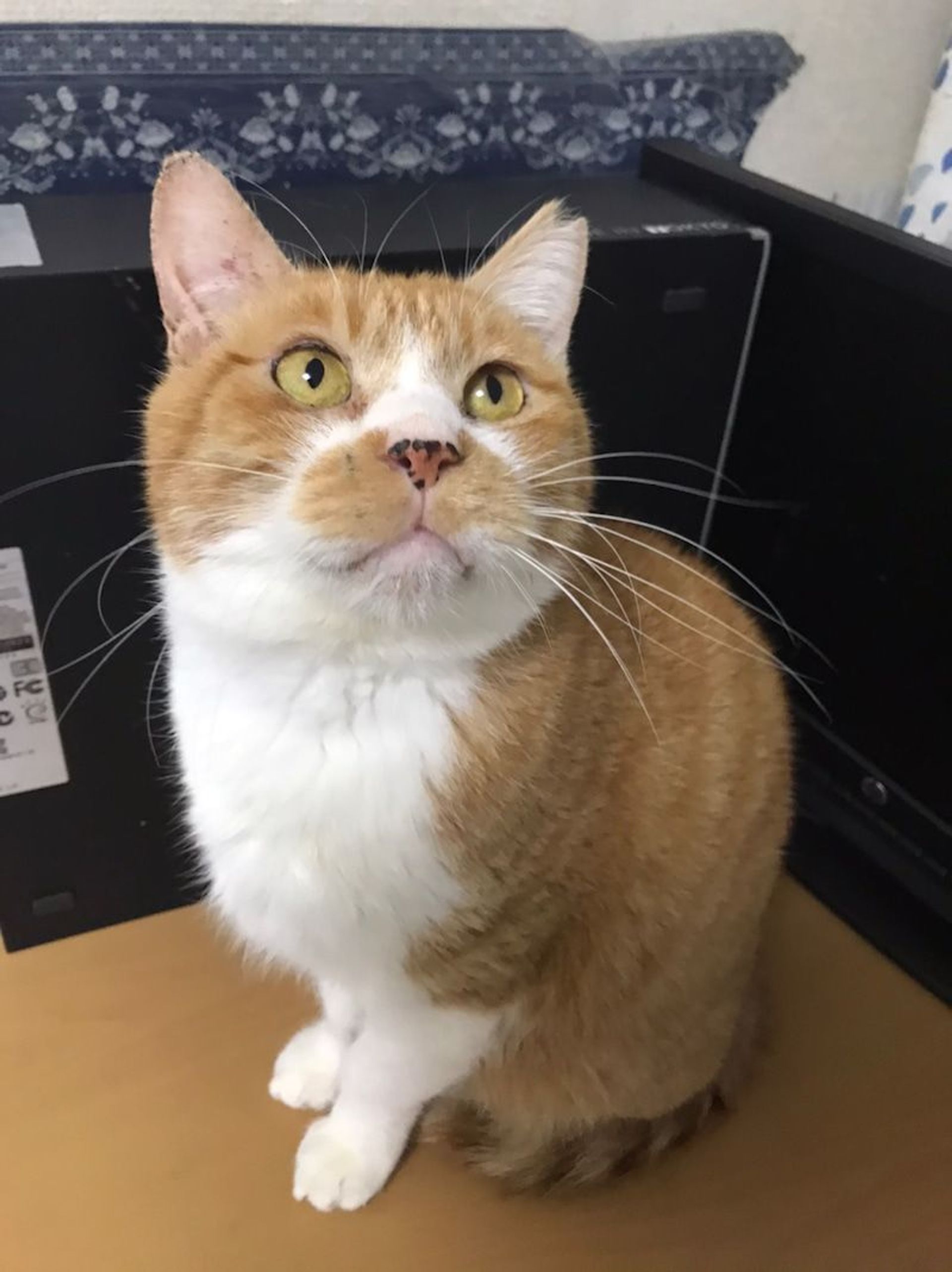 雑種（ミックス猫）・オスの里親募集の写真