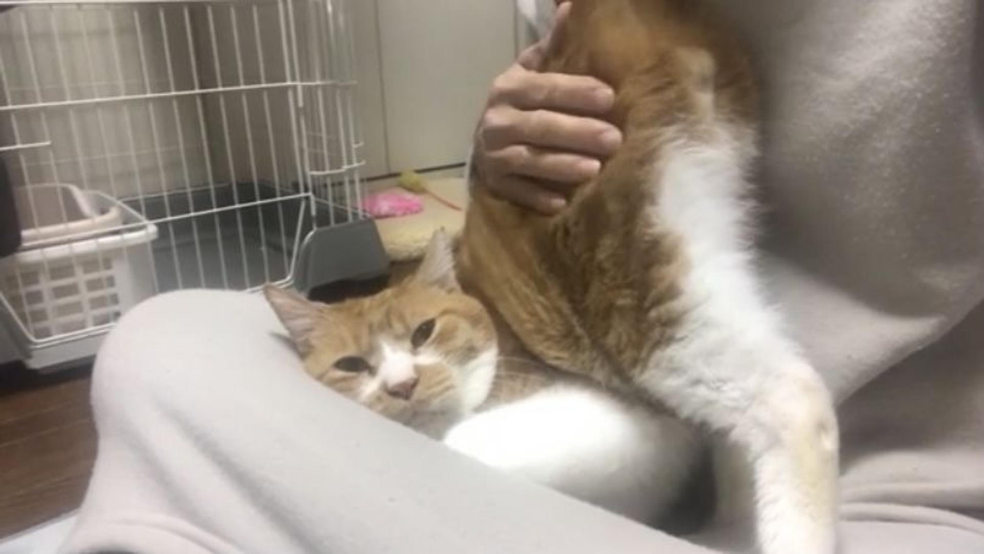 pet-image-9