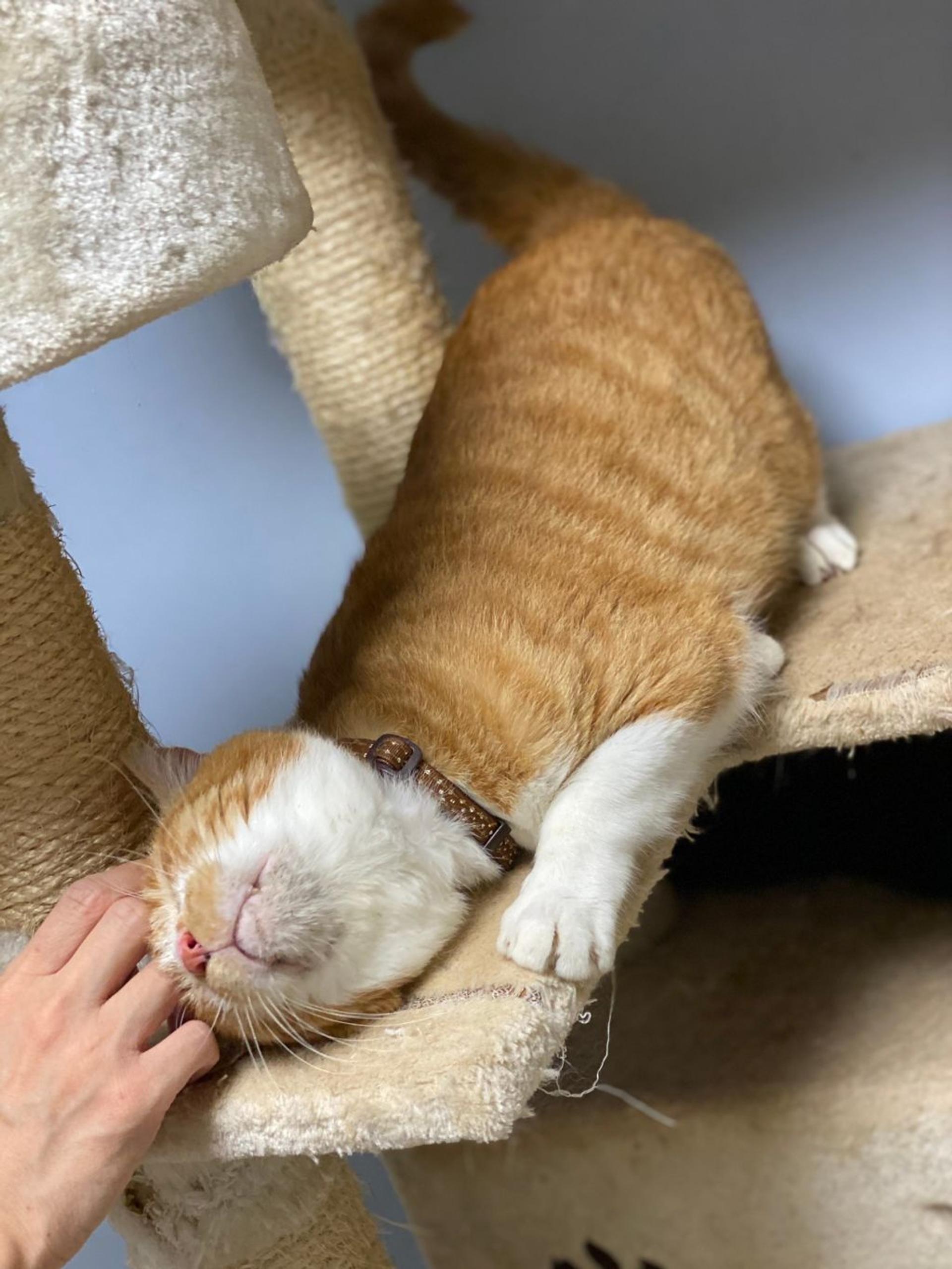 pet-image-5