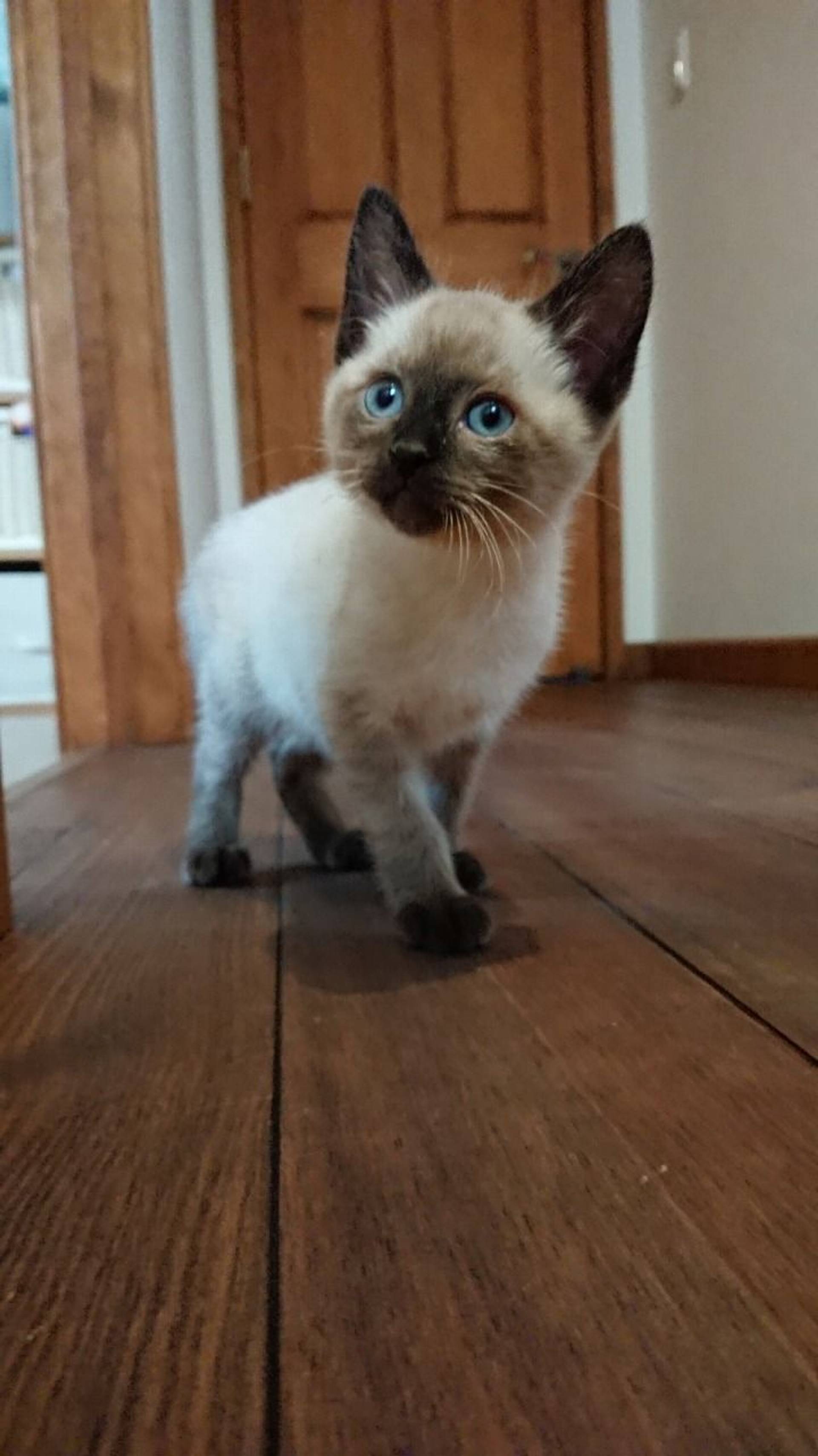 雑種（ミックス猫）・メスの里親募集の写真