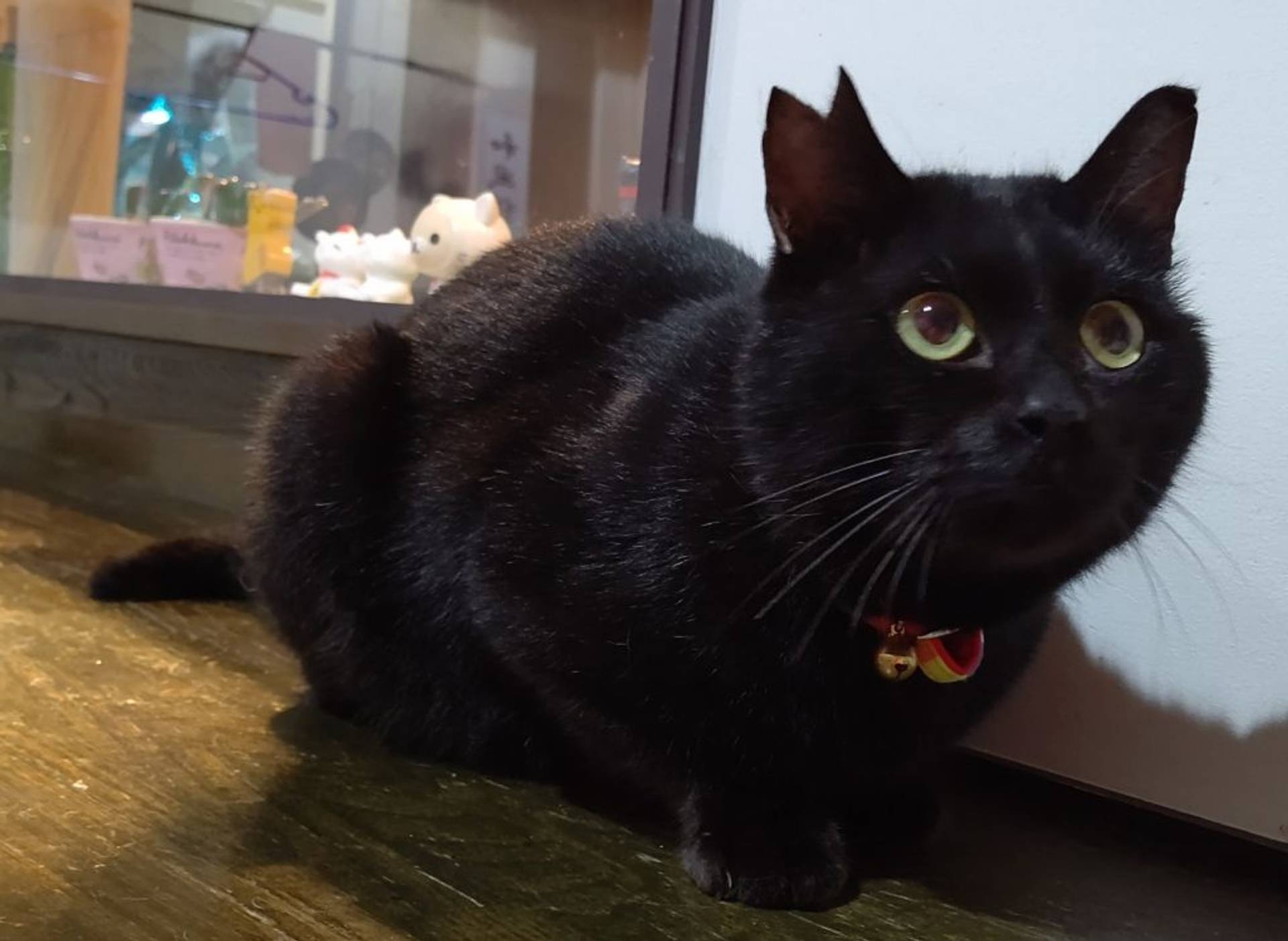 雑種（ミックス猫）・オスの里親募集の写真