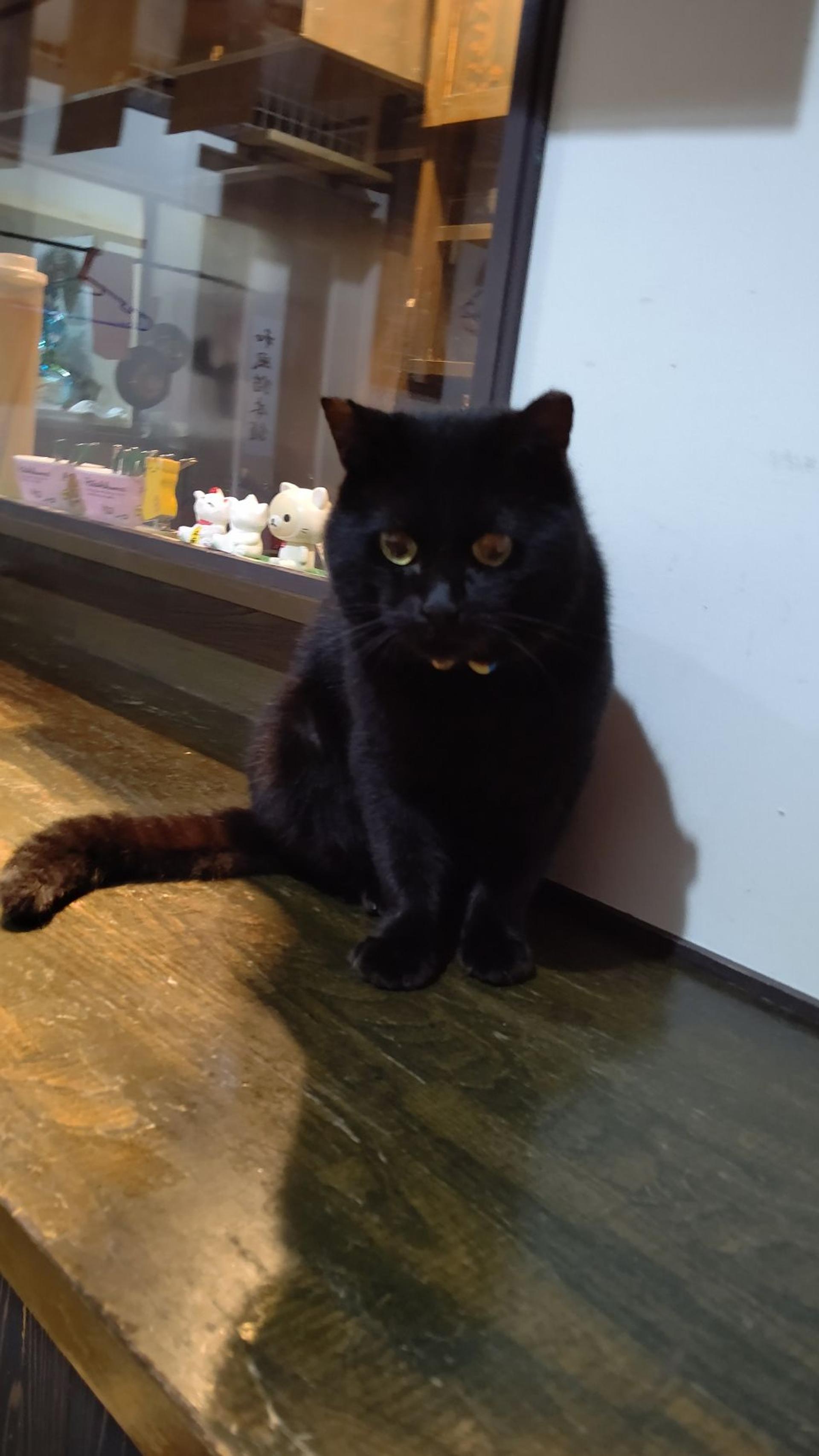 pet-image-5