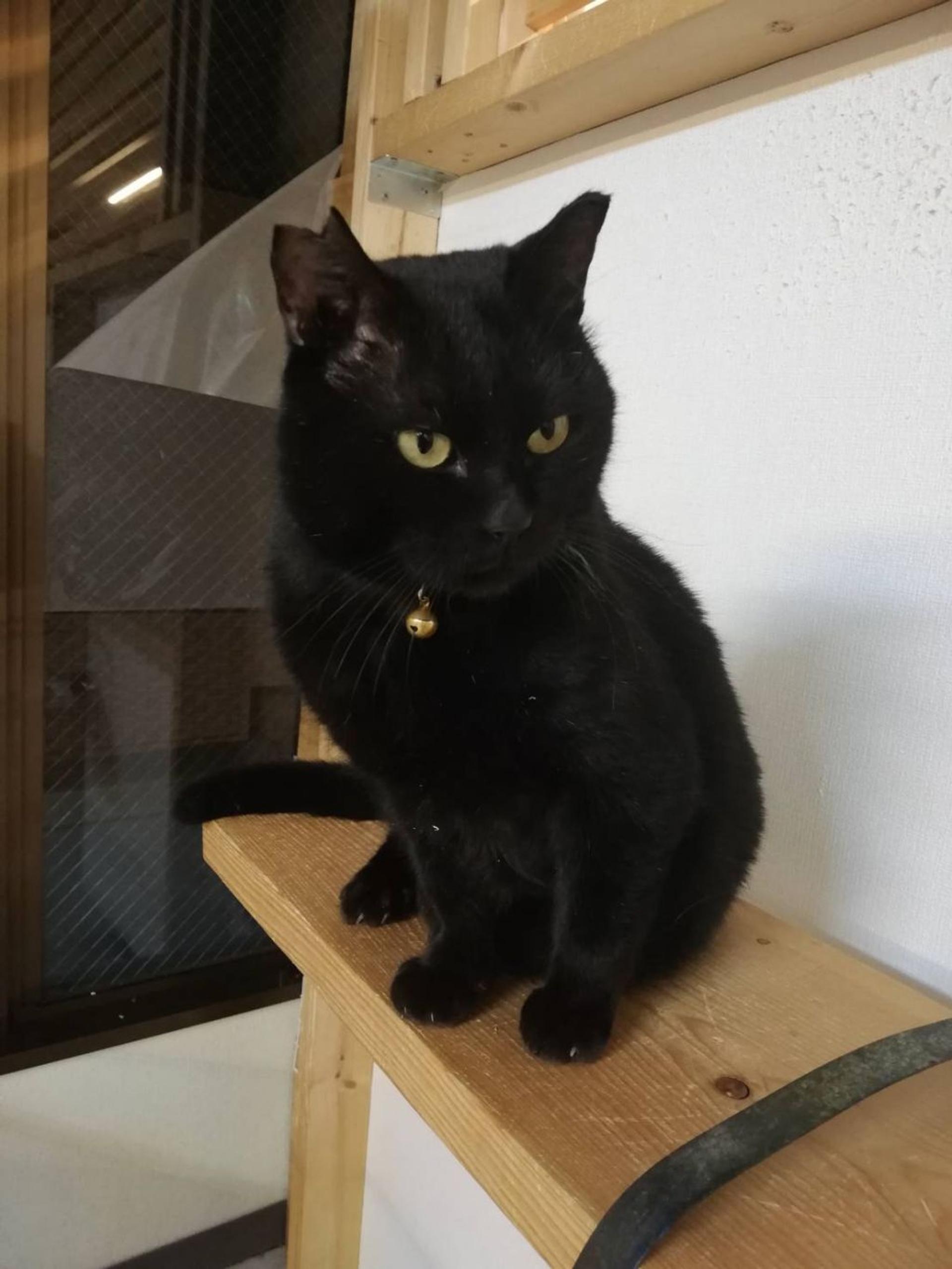 pet-image-6