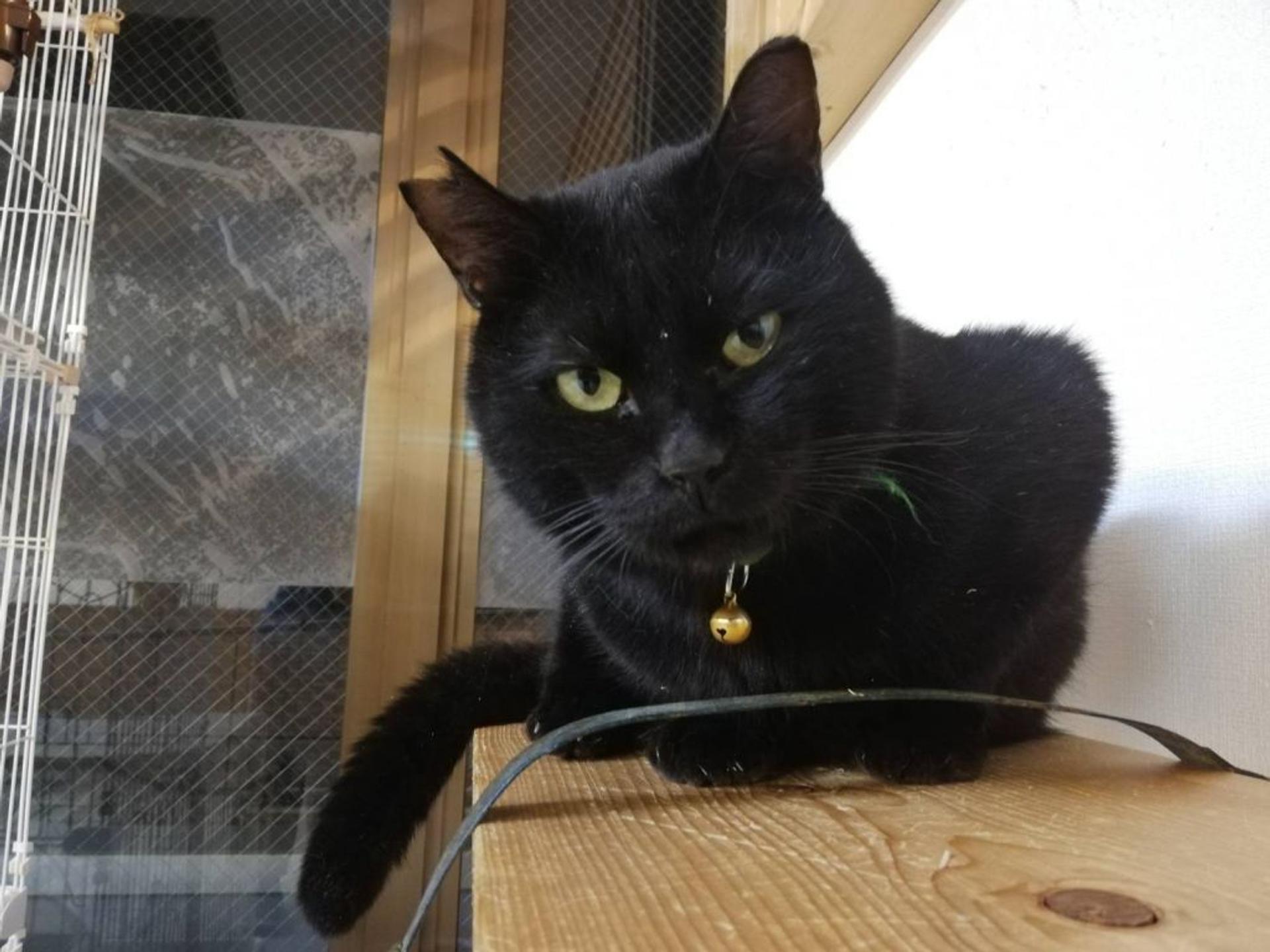 pet-image-4