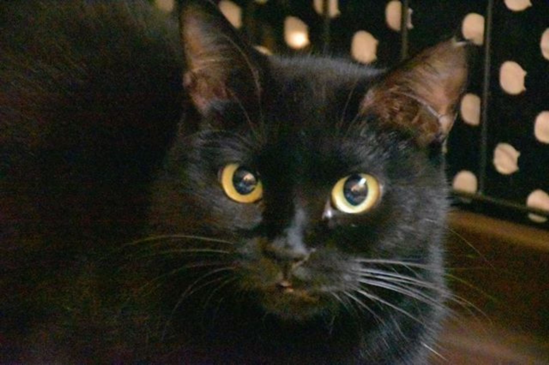 雑種（ミックス猫）・メスの里親募集の写真