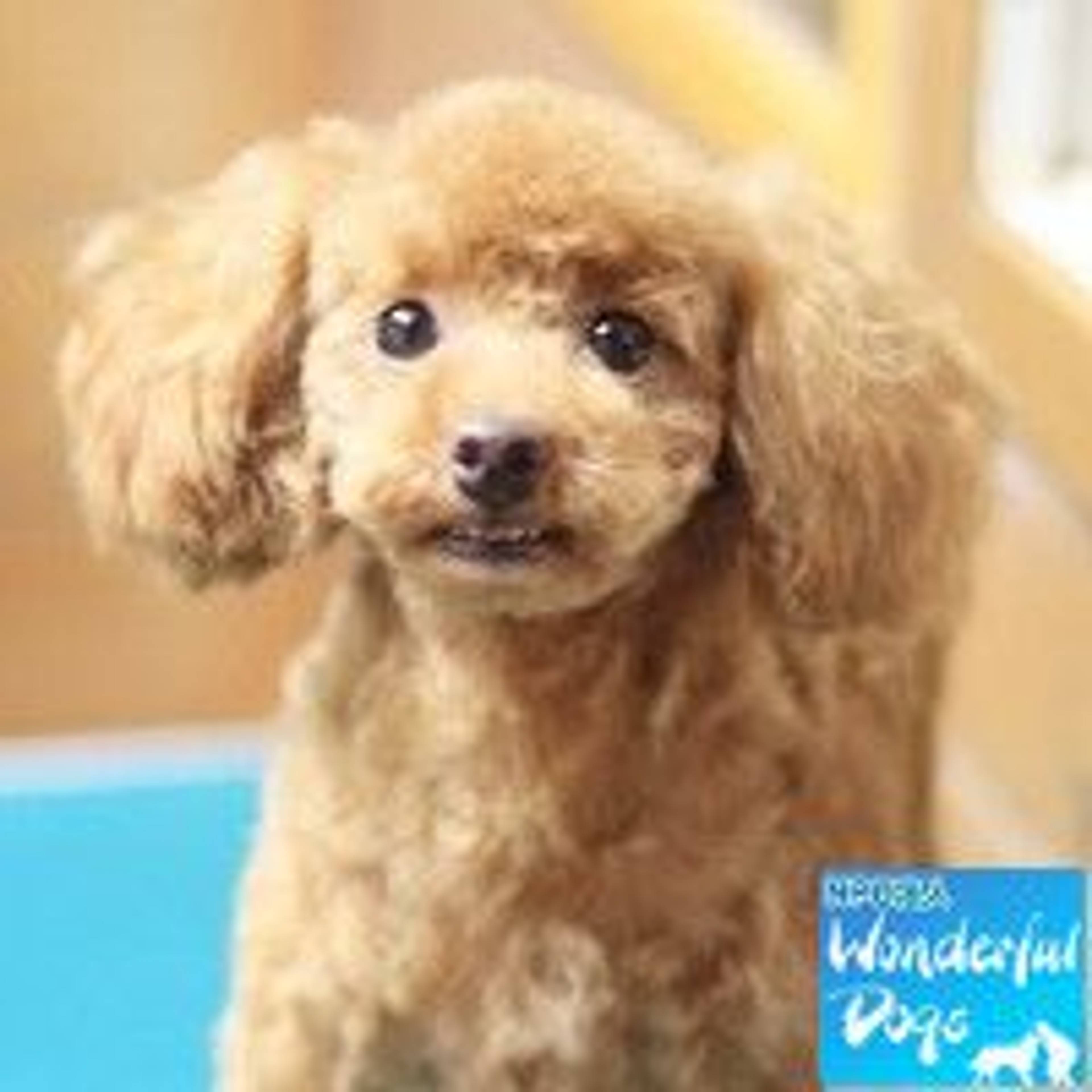 トイプードル・メスの里親募集の写真