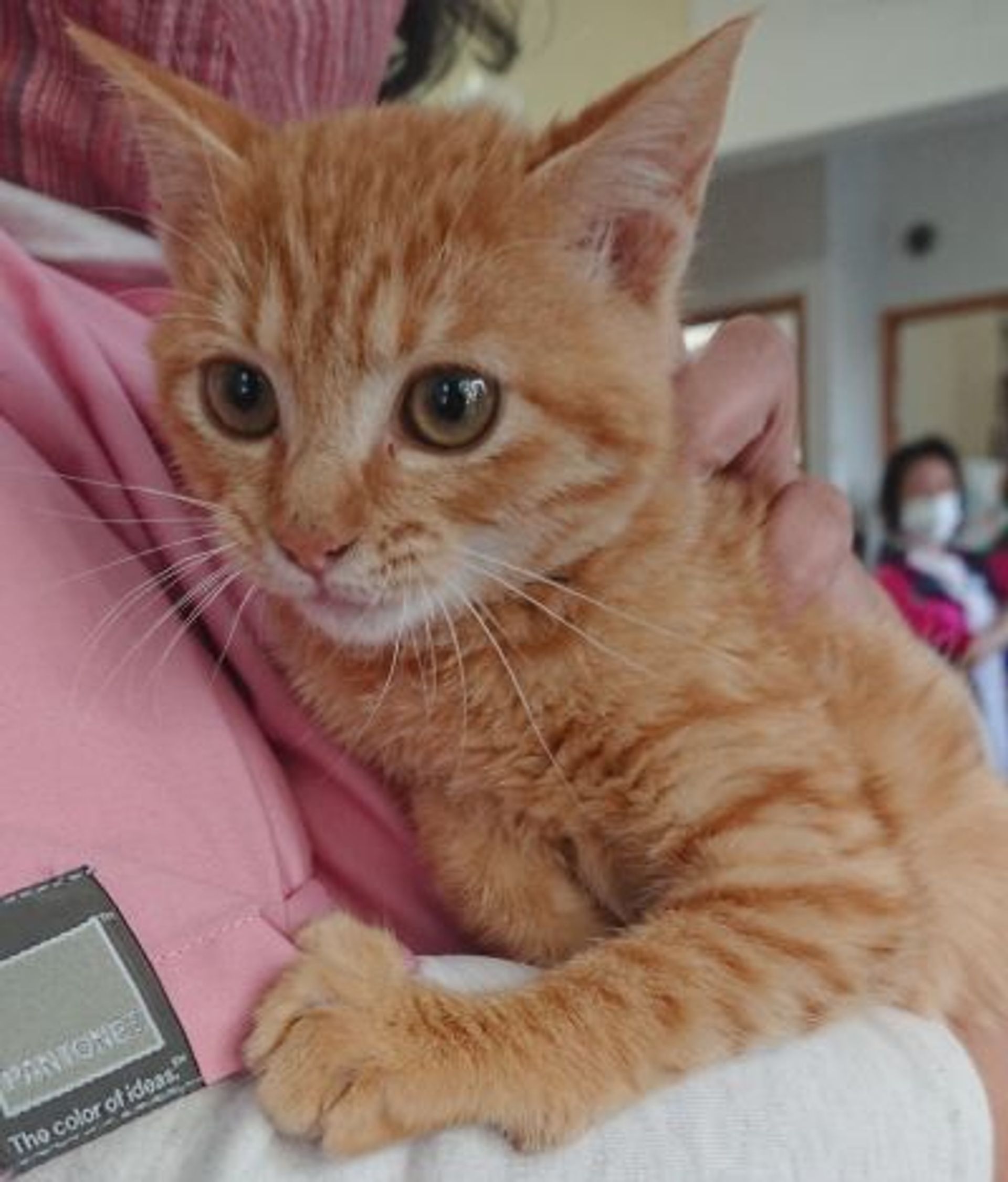 雑種（ミックス猫）・メスの里親募集の写真