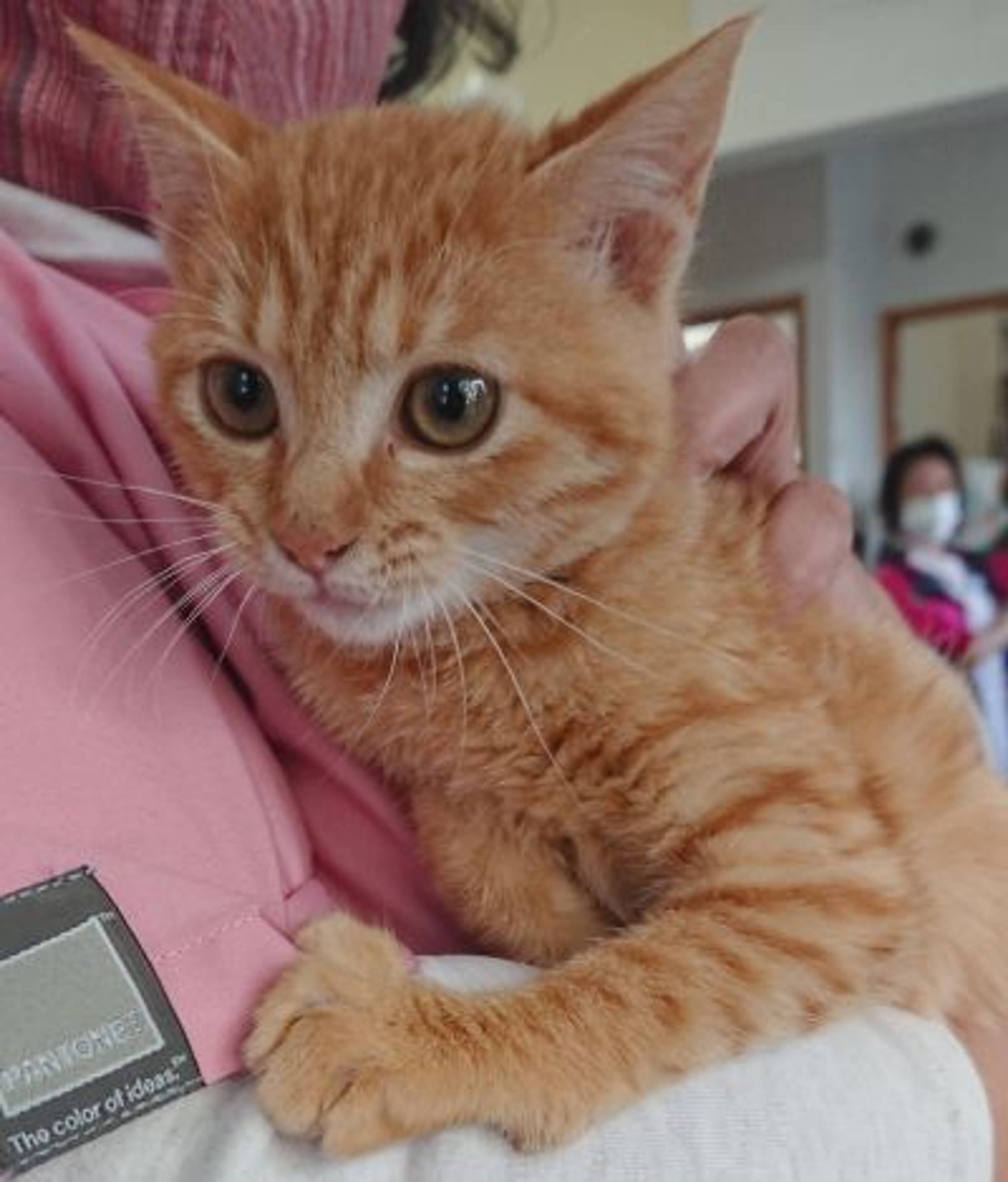 雑種（ミックス猫）・メスの里親募集の写真