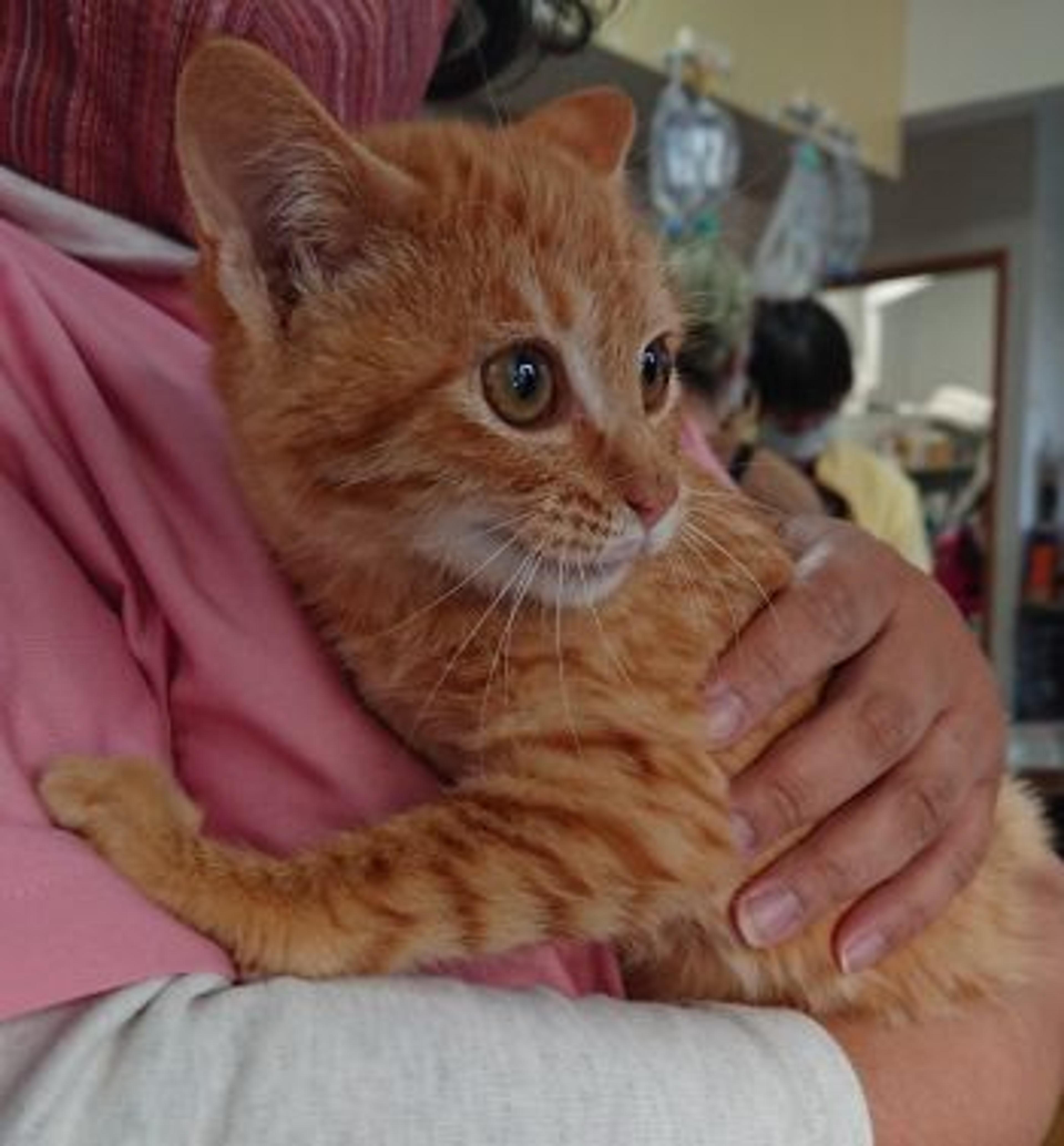 pet-image-3
