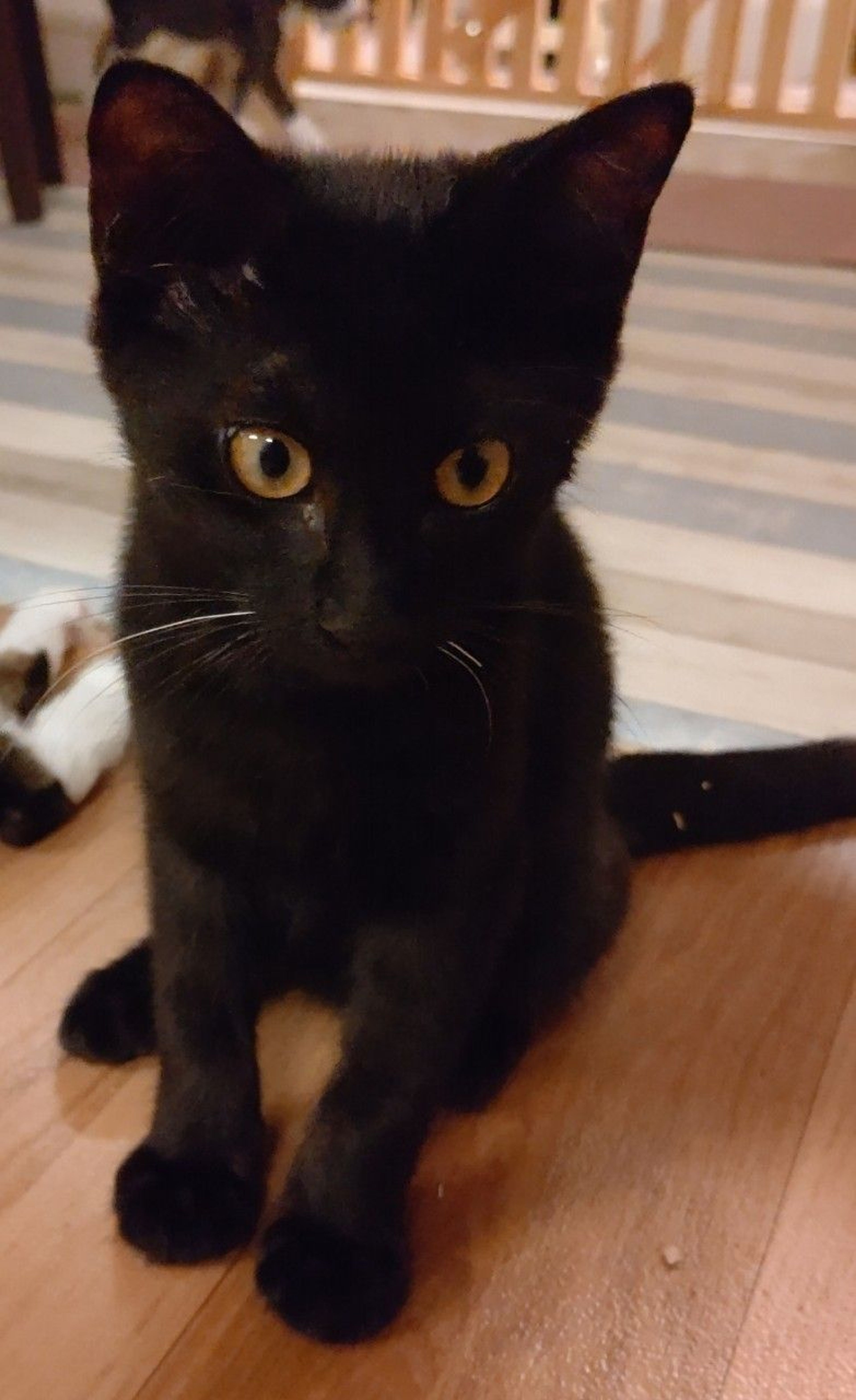 pet-image-3