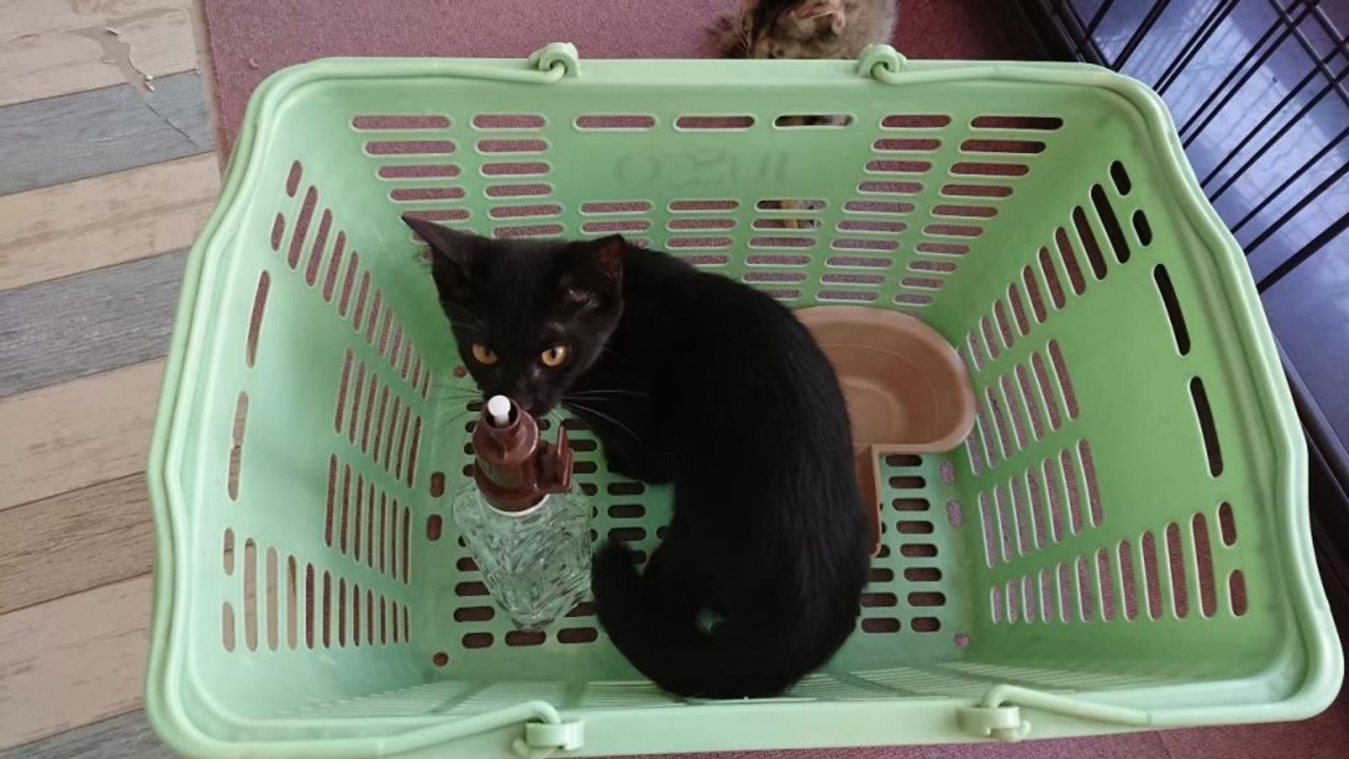pet-image-7