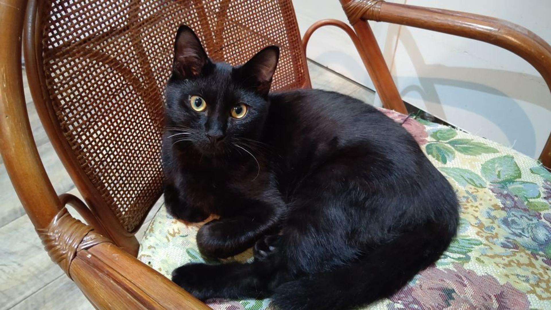 pet-image-2