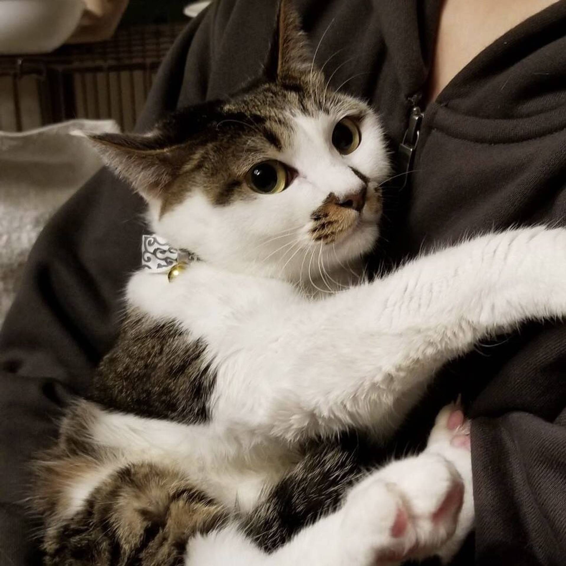 雑種（ミックス猫）・メスの里親募集の写真