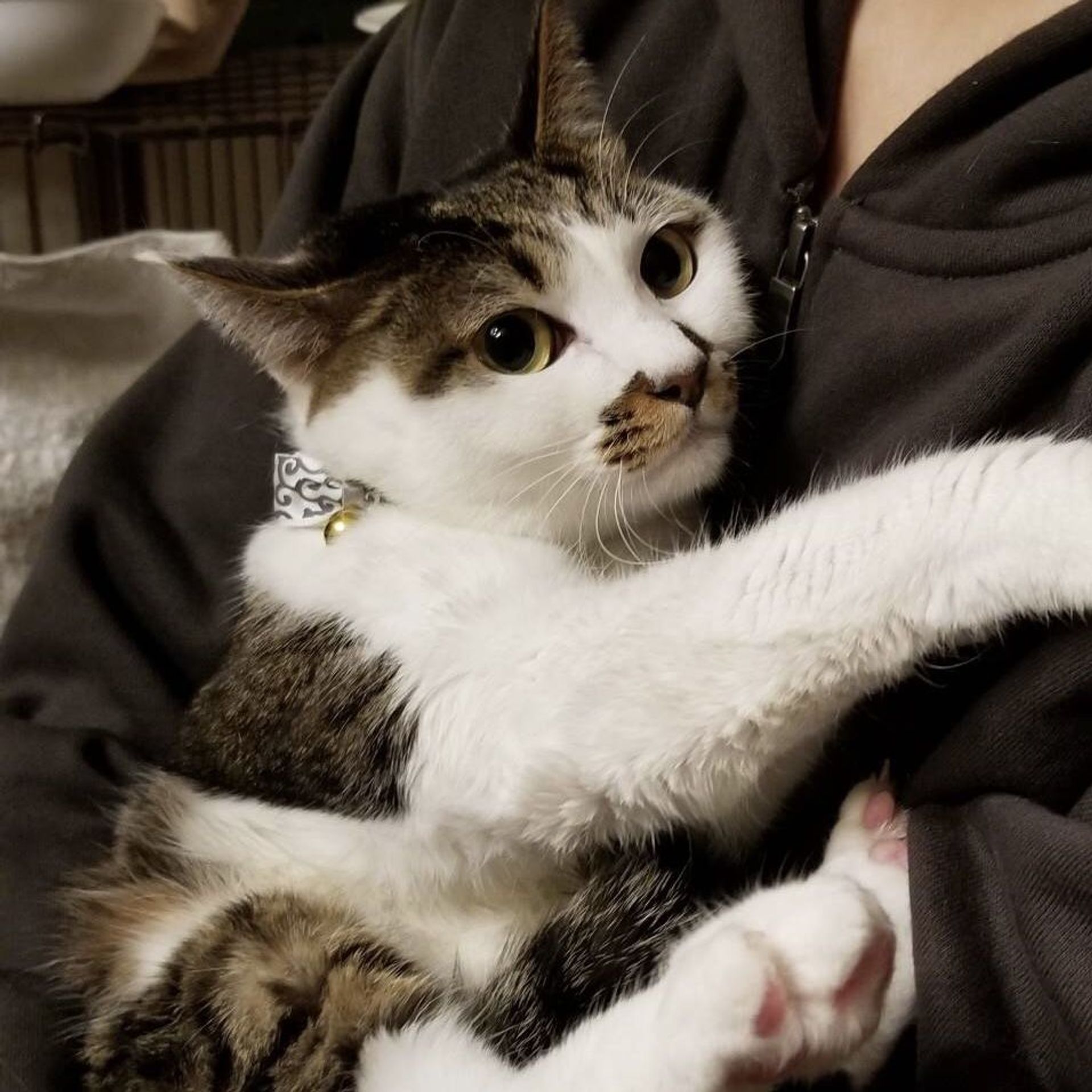 雑種（ミックス猫）・メスの里親募集の写真