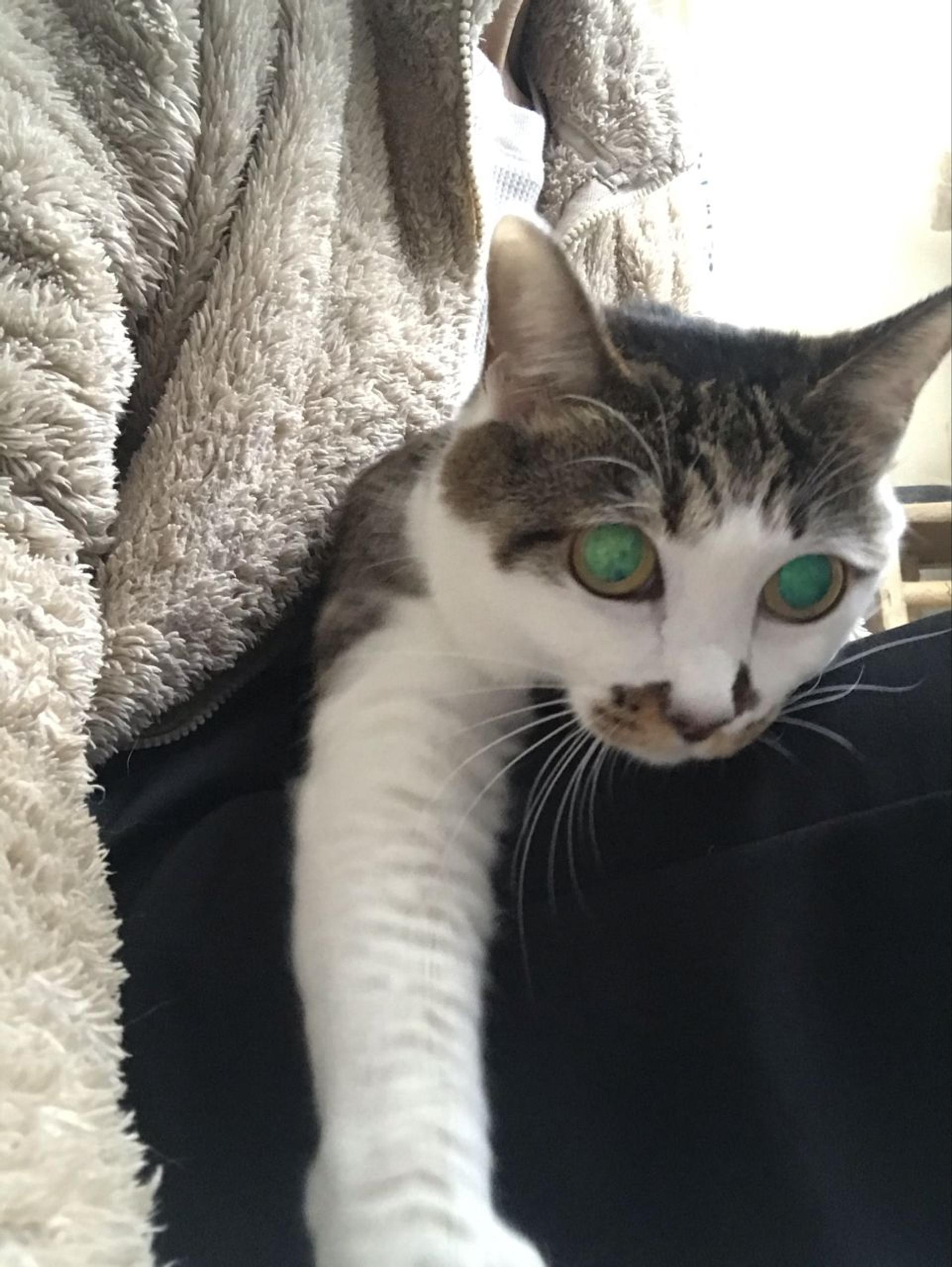 pet-image-7