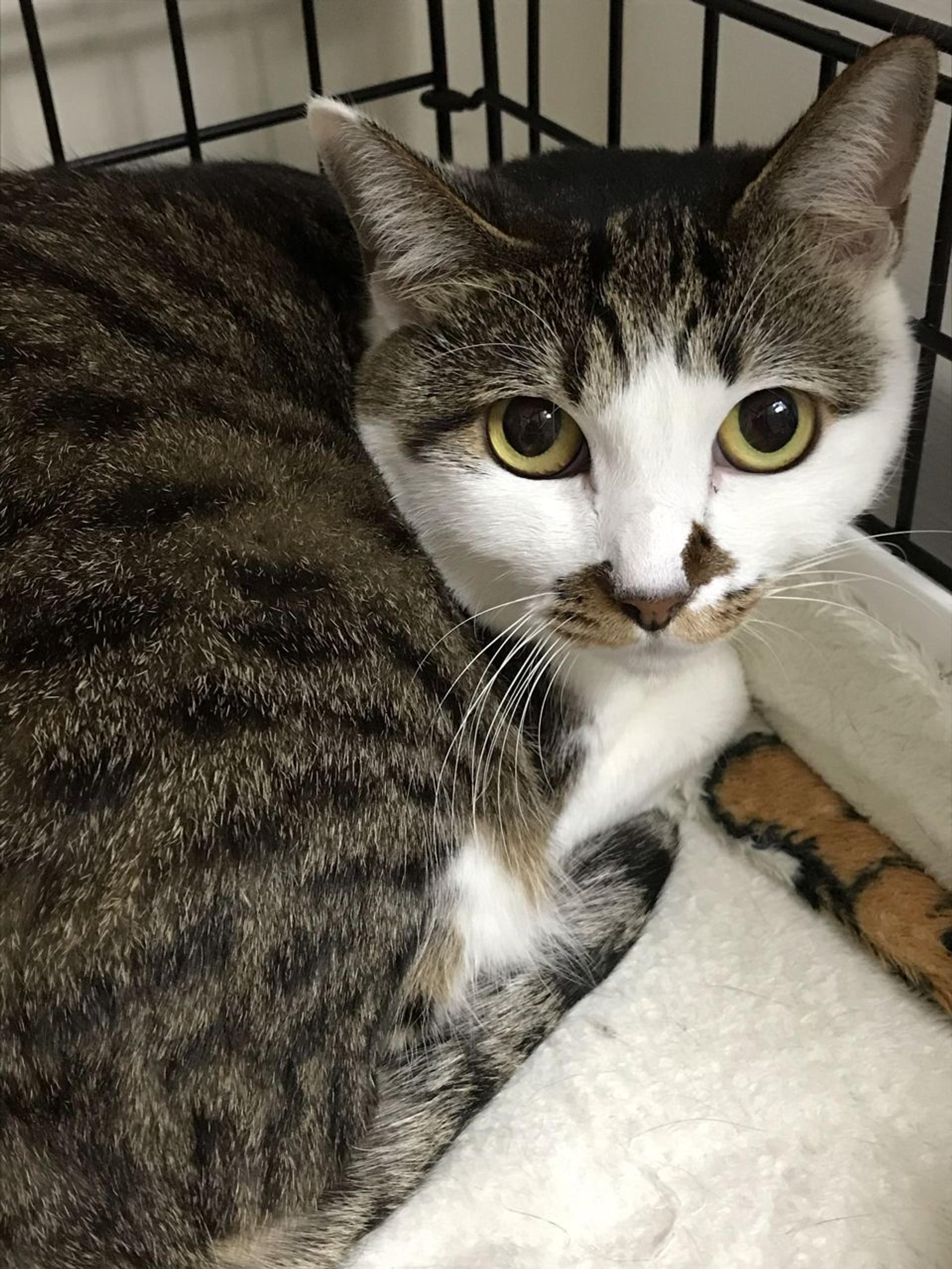 pet-image-8