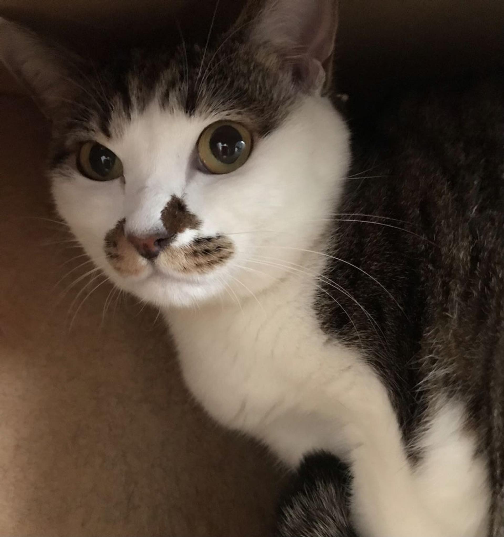 pet-image-2