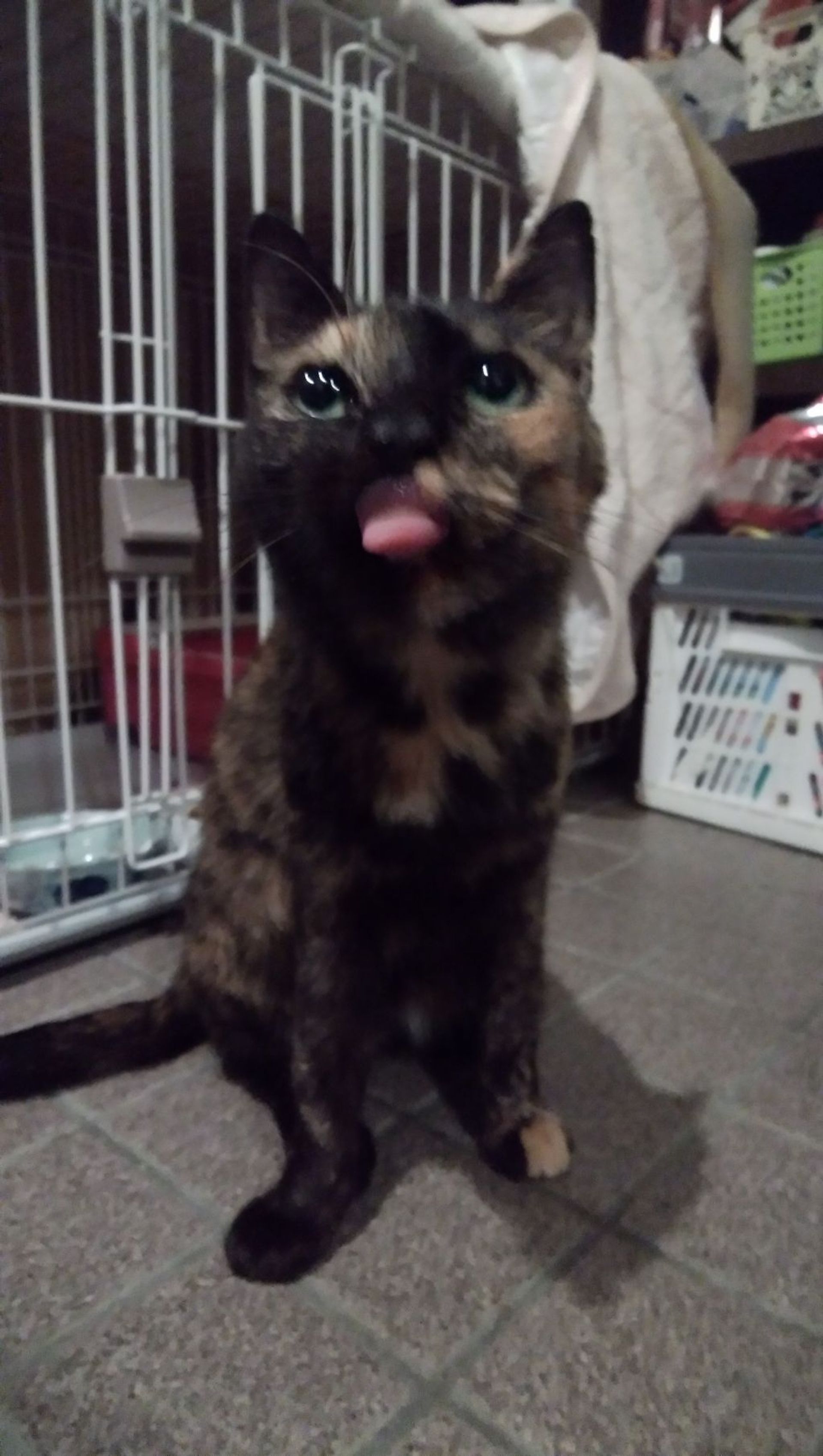 雑種（ミックス猫）・メスの里親募集の写真