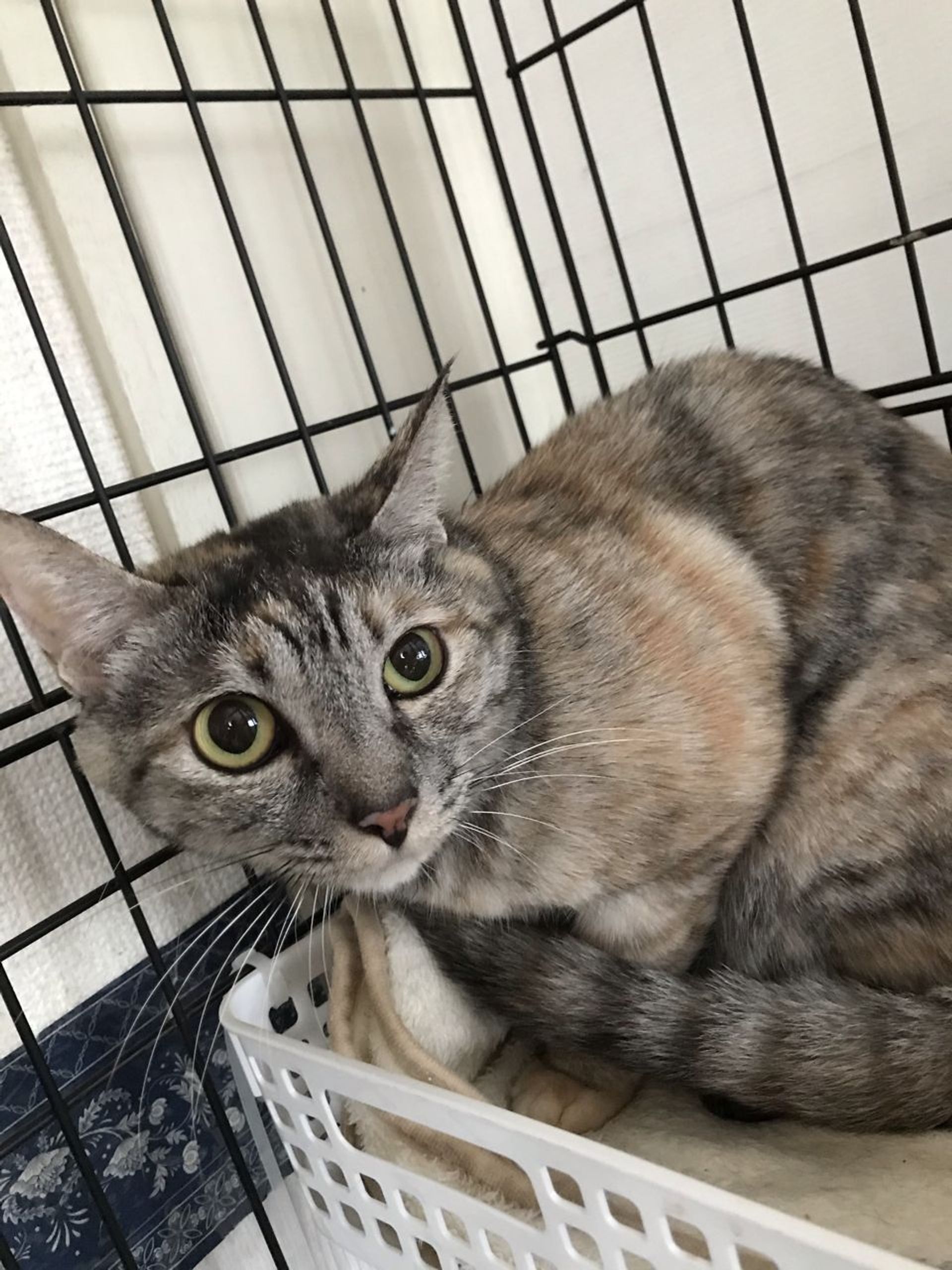 雑種（ミックス猫）・メスの里親募集の写真