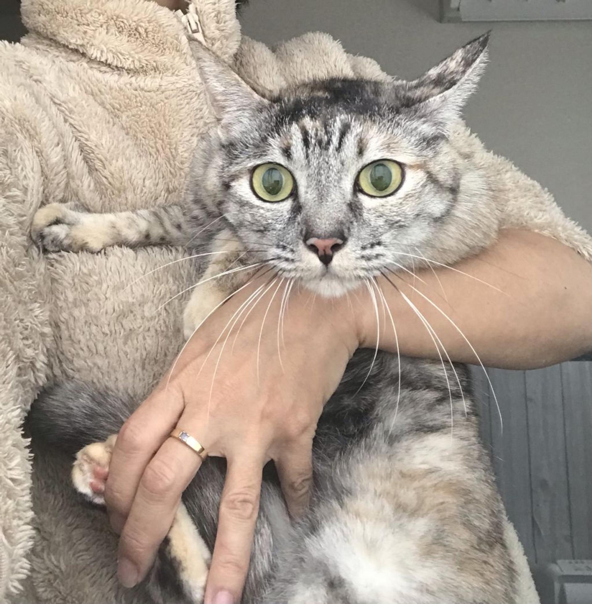 pet-image-2
