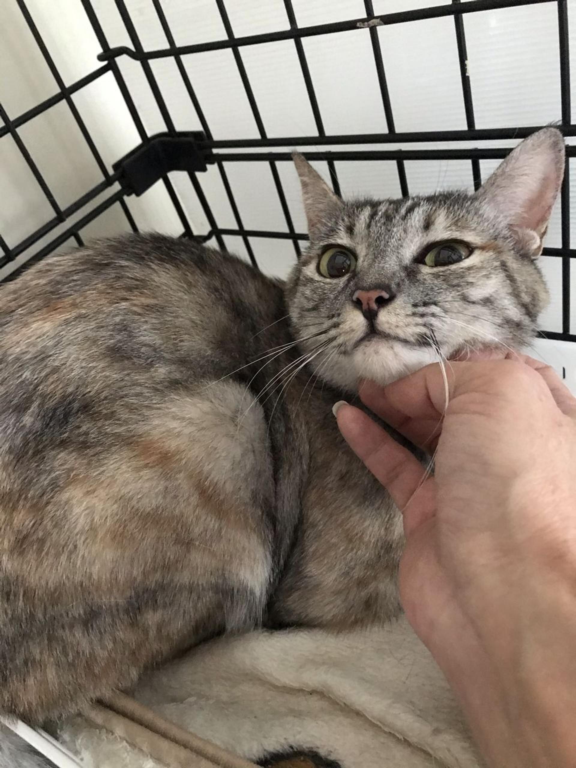 pet-image-3