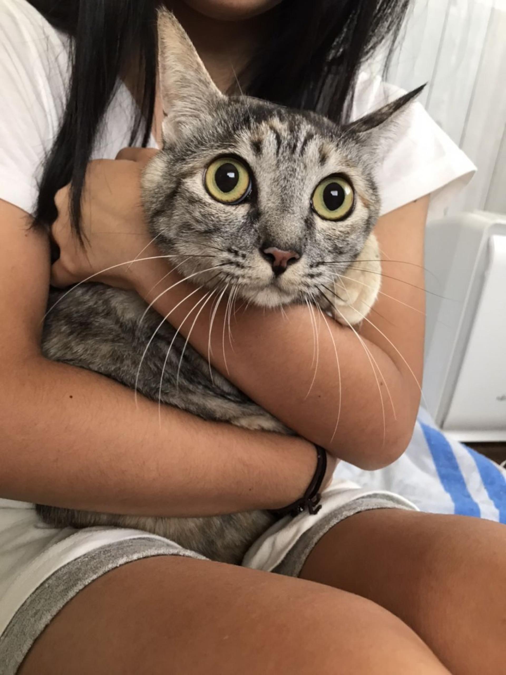pet-image-5