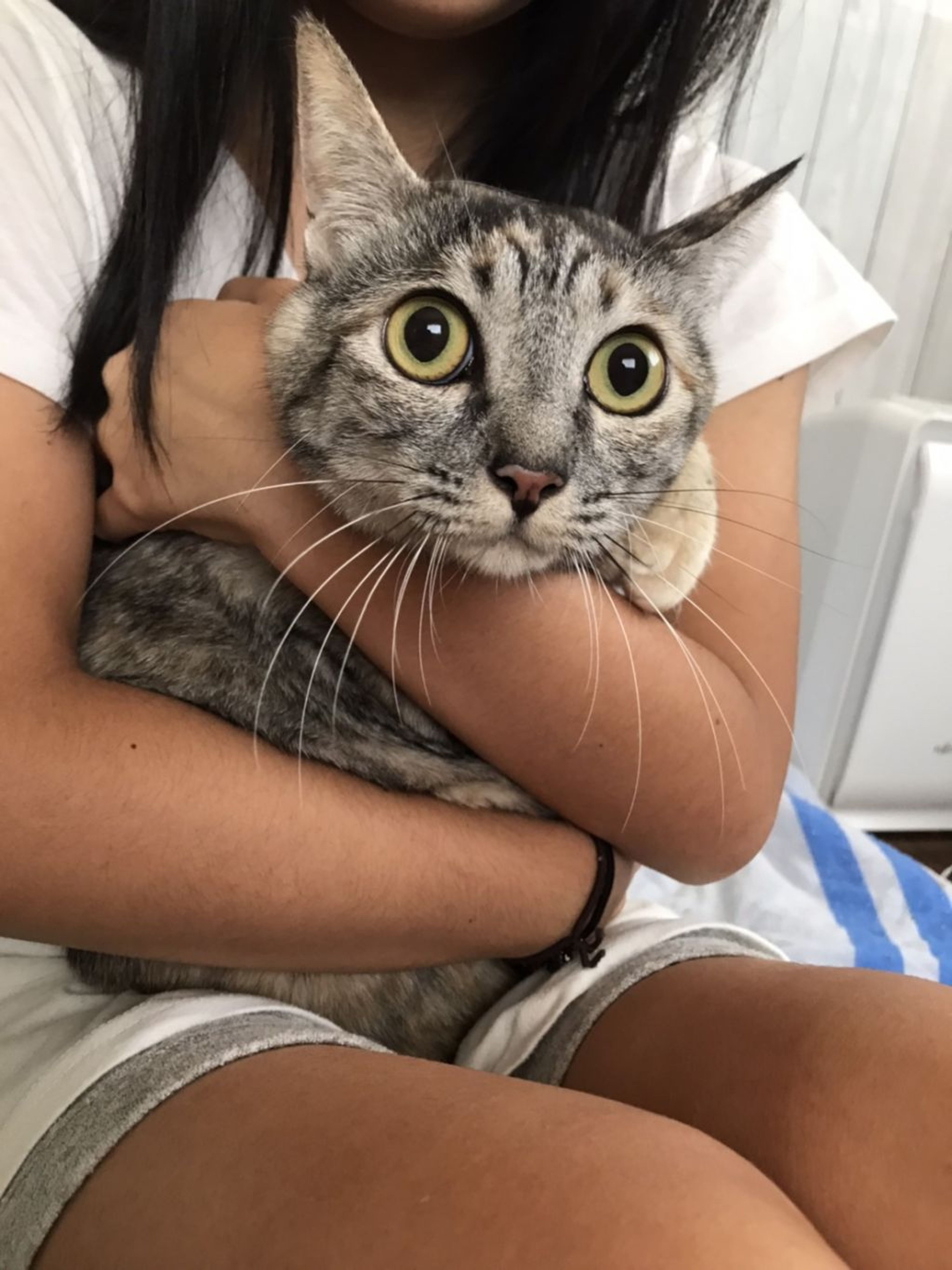 pet-image-5
