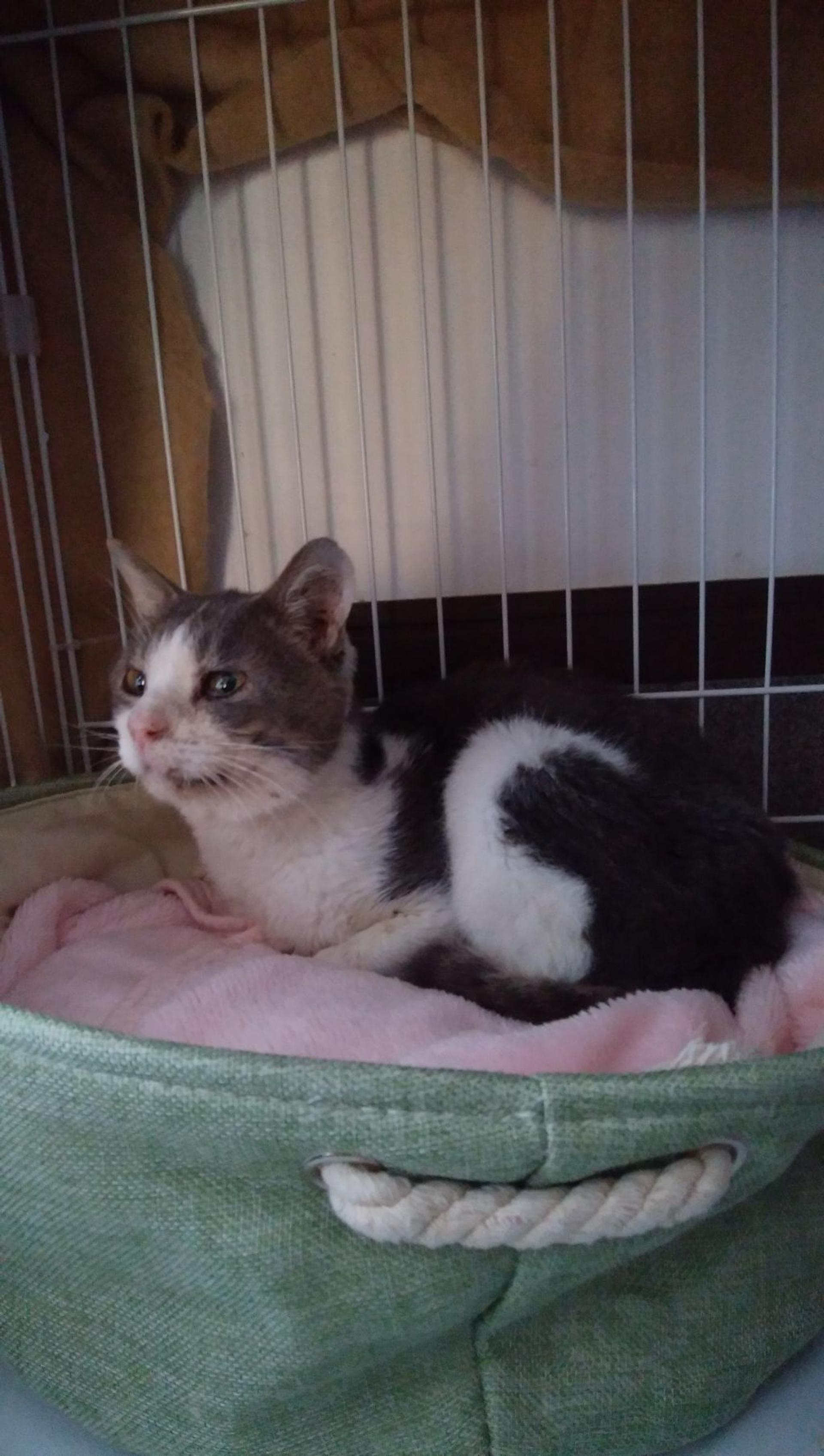 pet-image-2