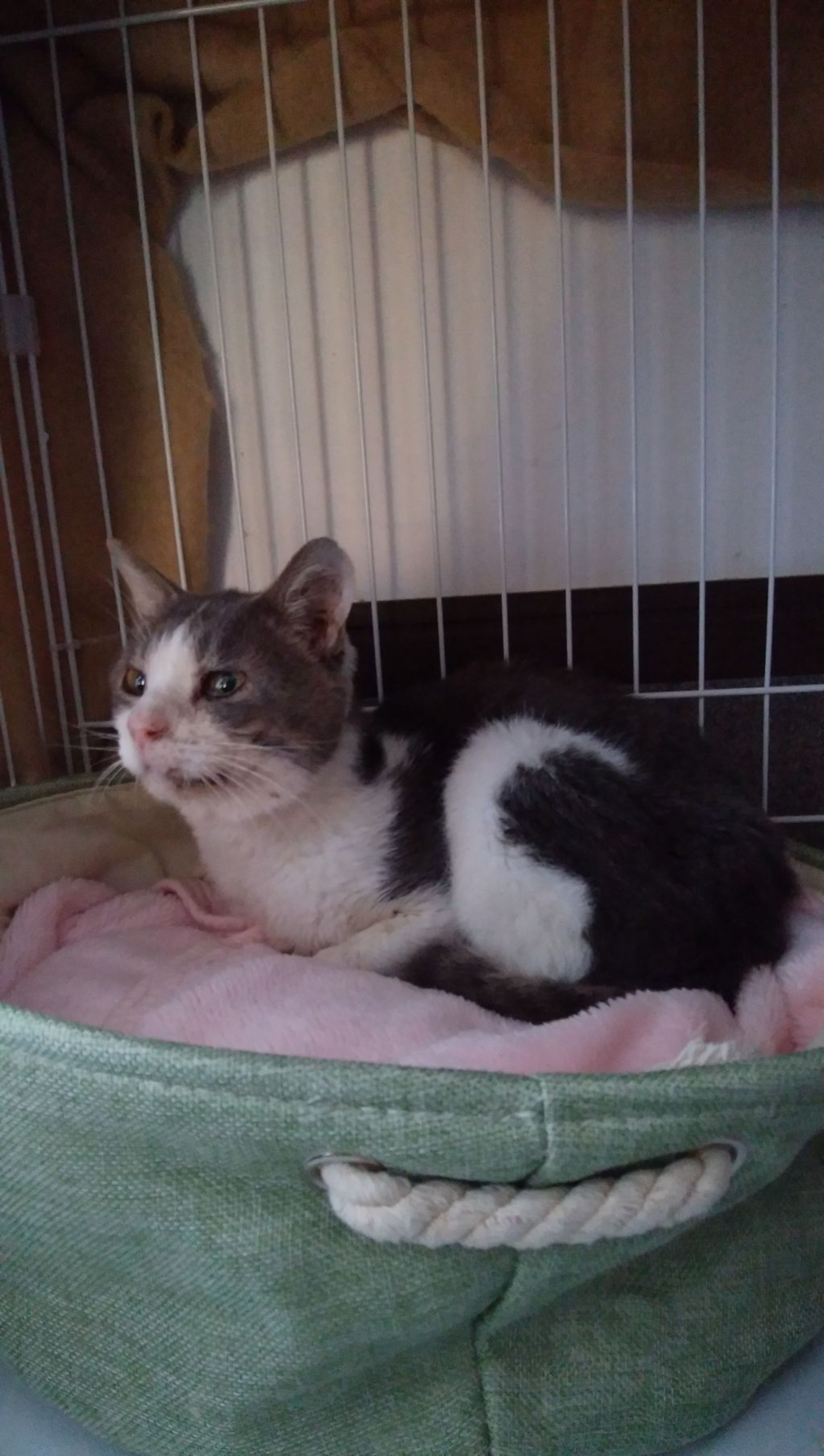 pet-image-2