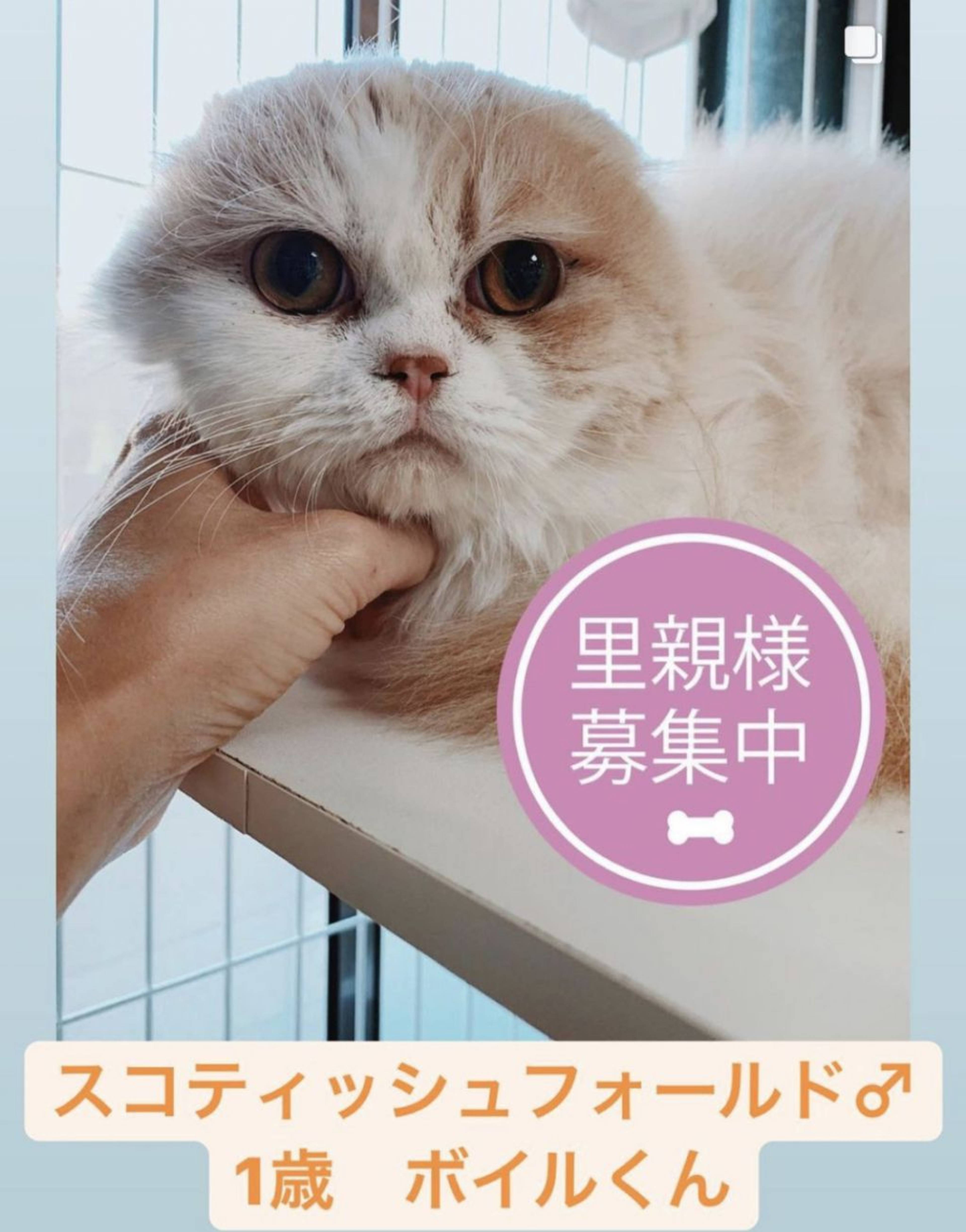 スコティッシュフォールド・オスの里親募集の写真