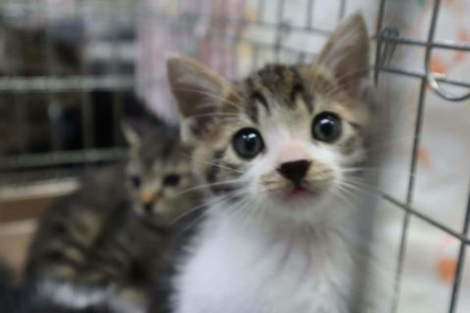 雑種（ミックス猫）・オスの里親募集の写真