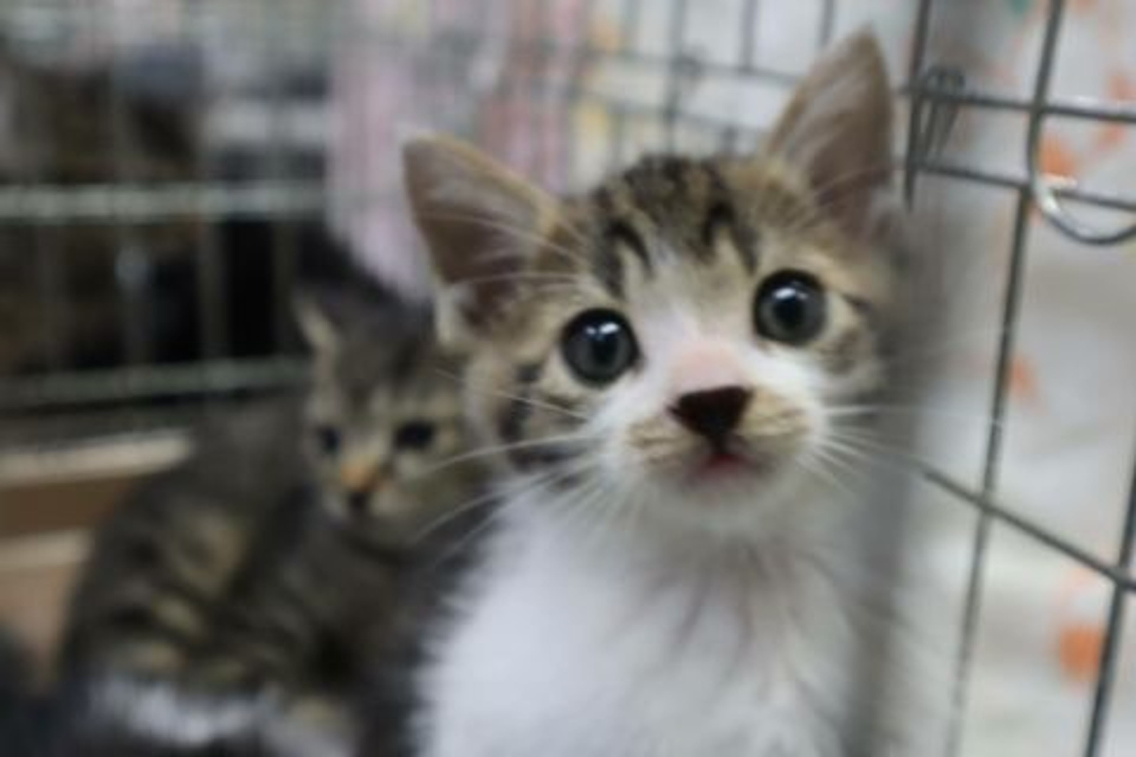 雑種（ミックス猫）・オスの里親募集の写真